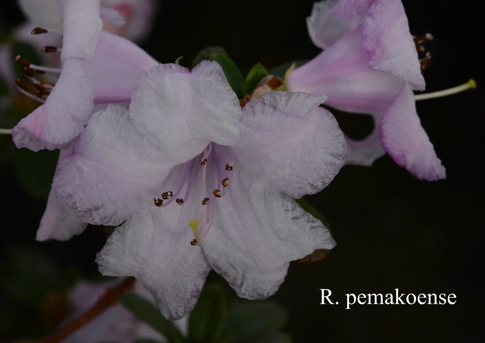 R. pemakoense photo of R. pemakoense. Location: Fearing's Farm Nursery, Abbotsford, BC, Canada. Photo by: Harold Fearing