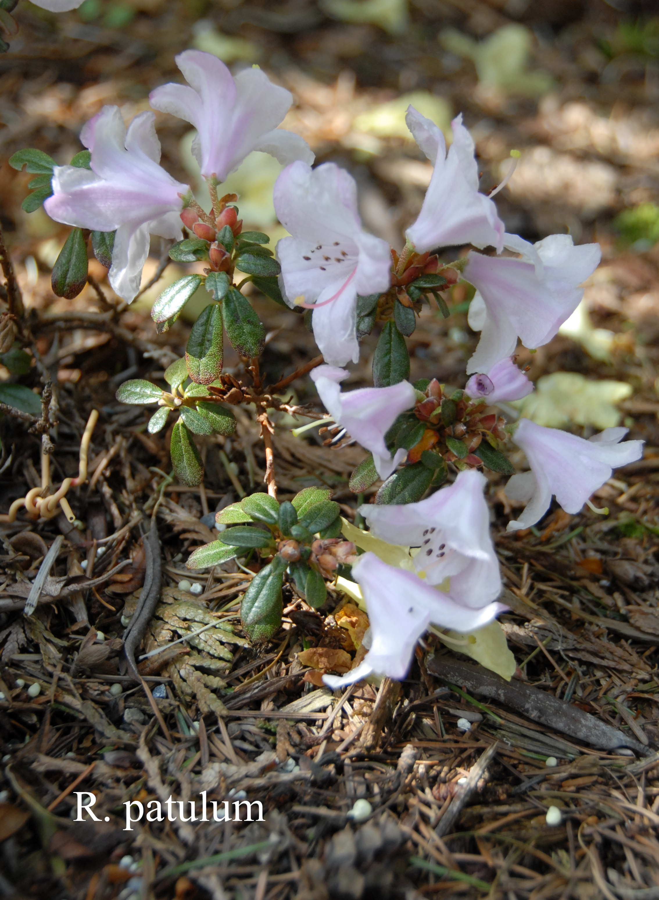 Rhododendron pemakoense photo