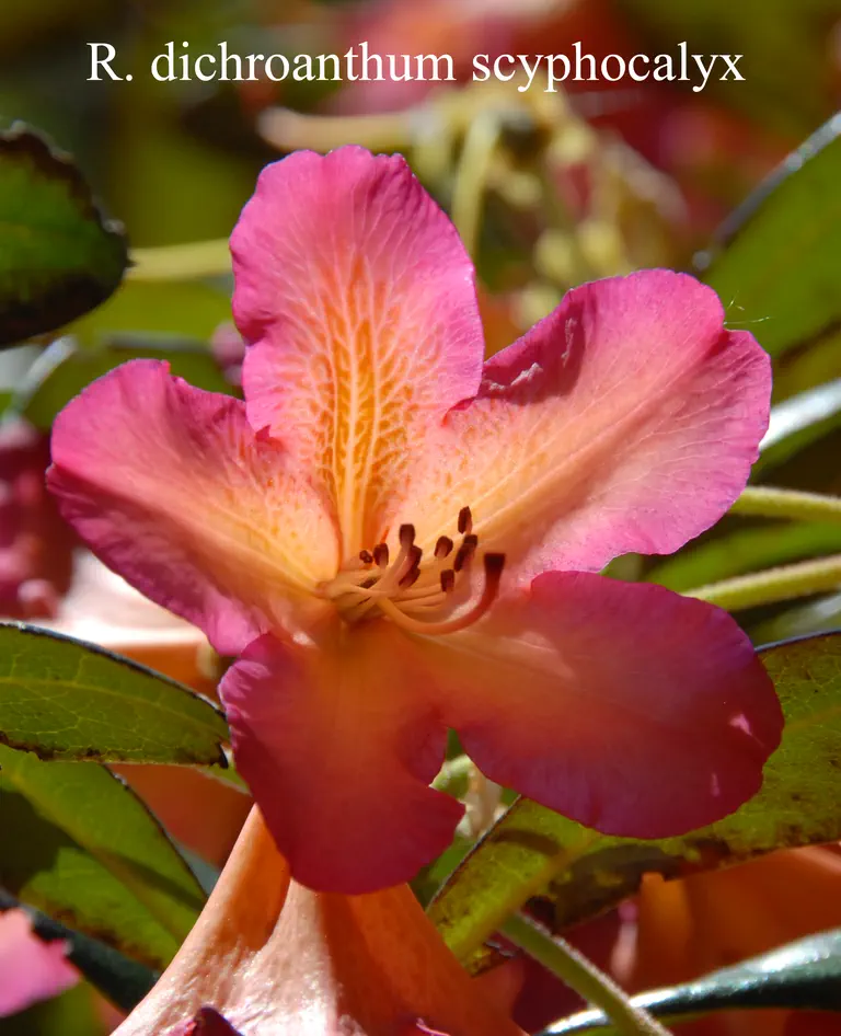 Photo of R. dichroanthum ssp scyphocalyx, Species