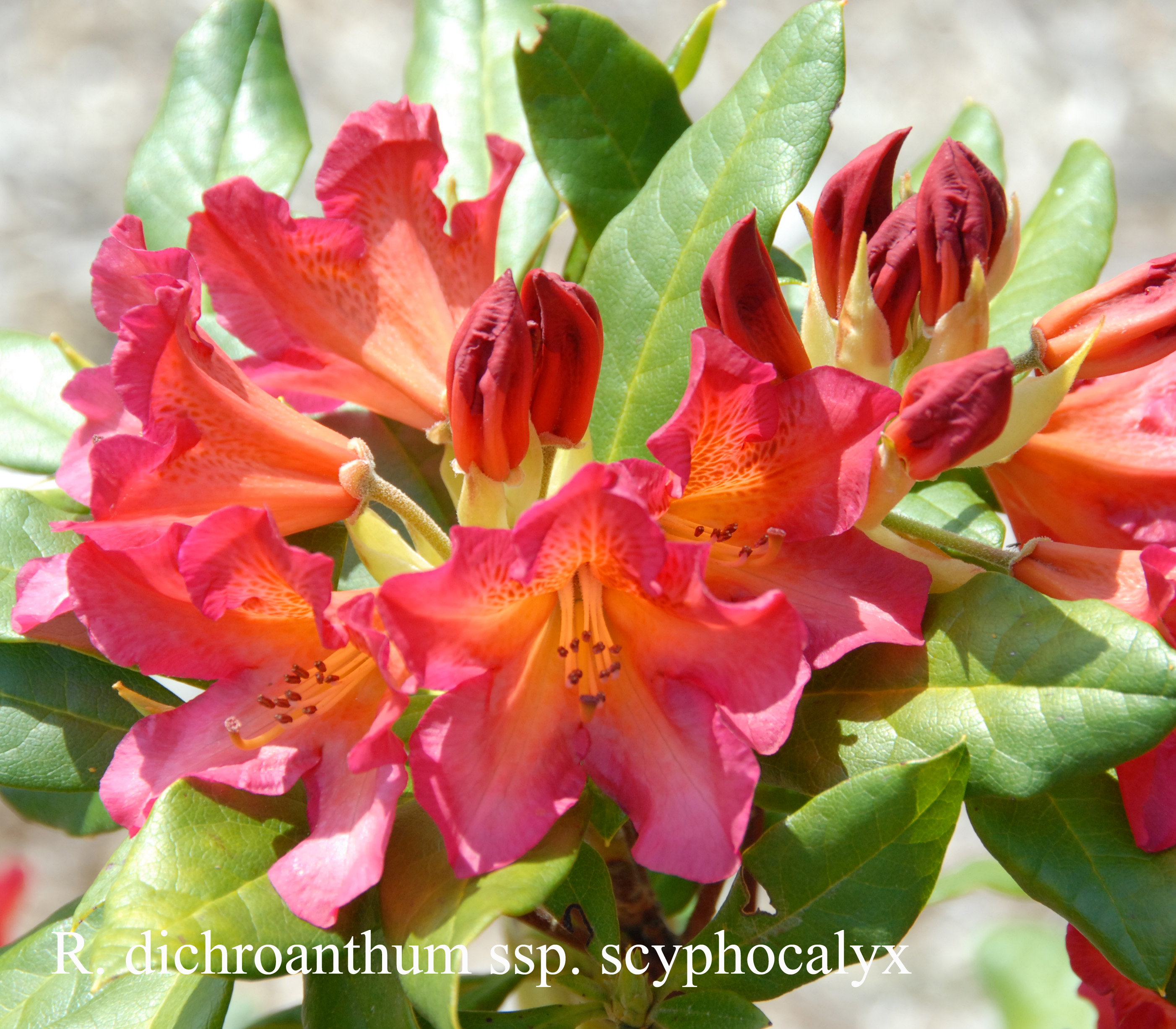 Rhododendron dichroanthum ssp scyphocalyx photo