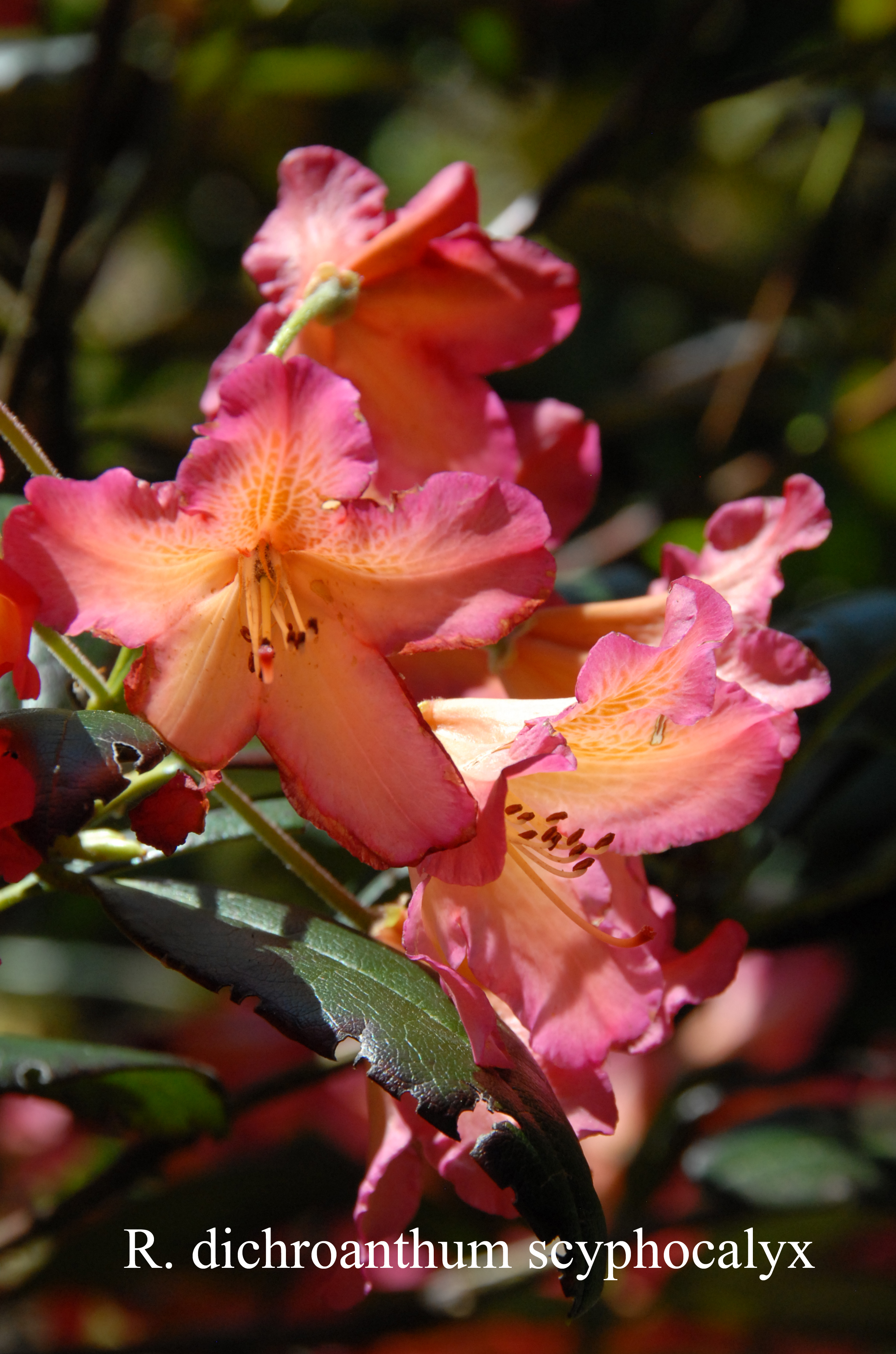 Rhododendron dichroanthum ssp scyphocalyx photo