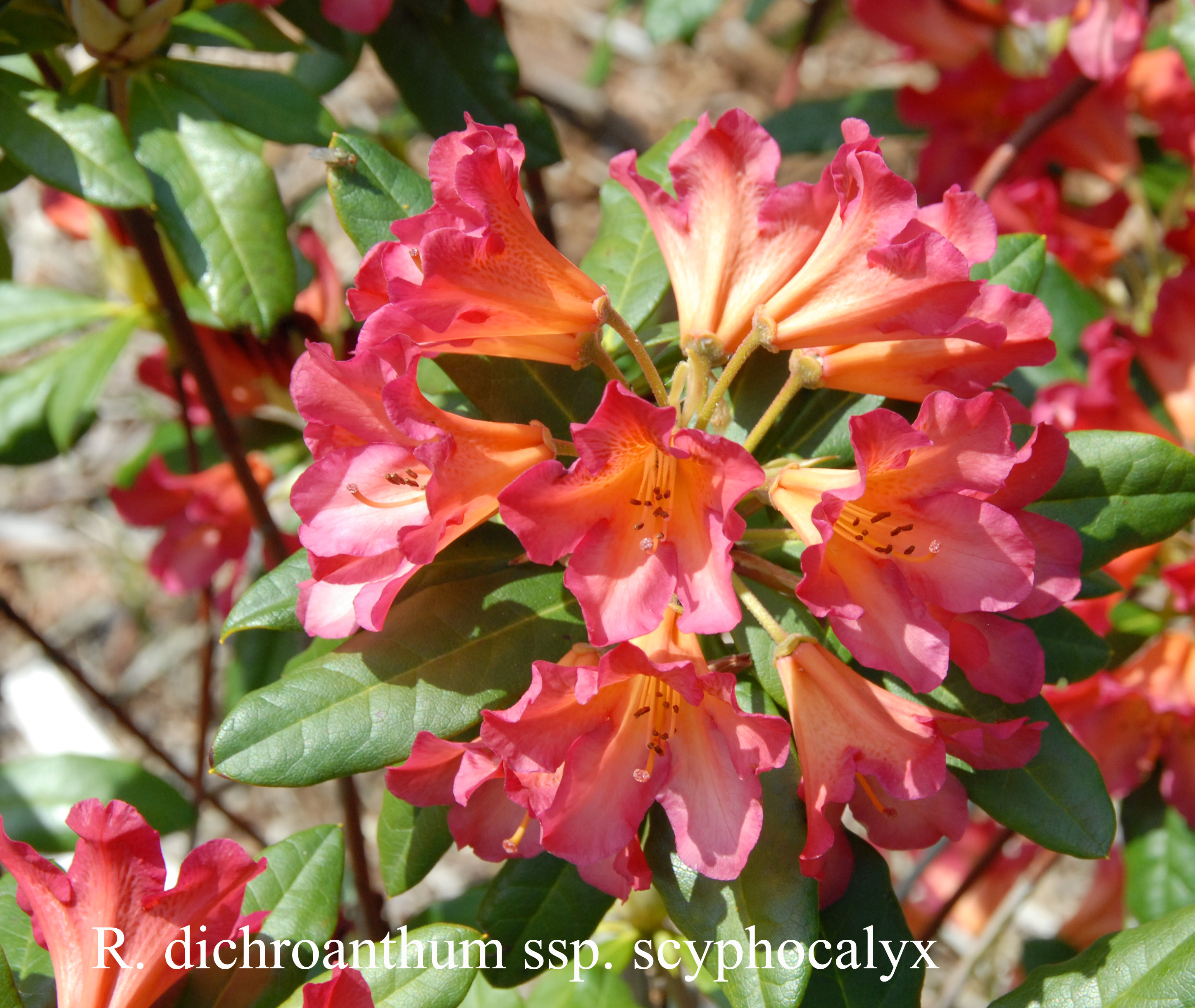 Rhododendron dichroanthum ssp scyphocalyx photo