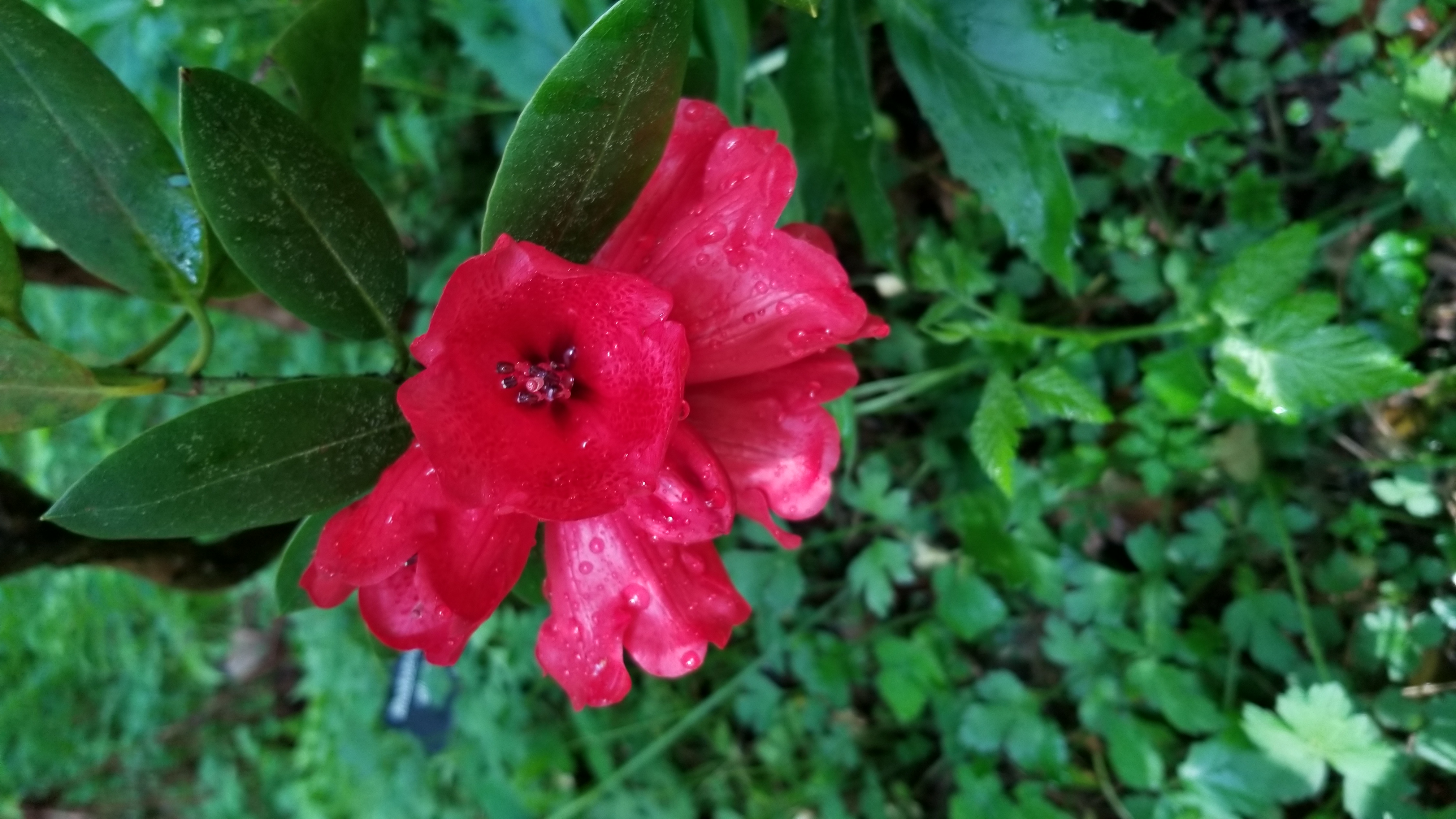 Rhododendron elliottii photo