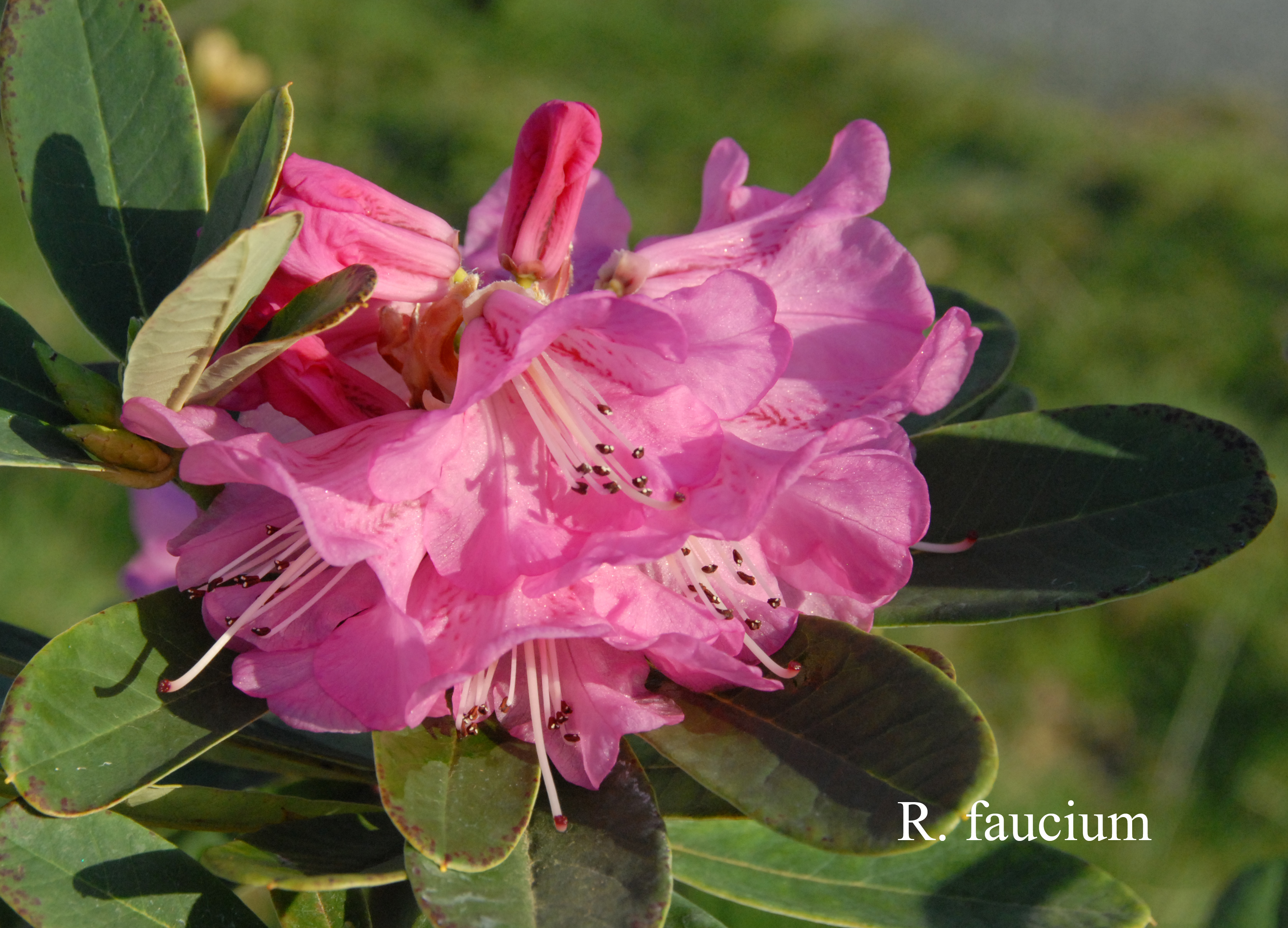 Rhododendron faucium photo