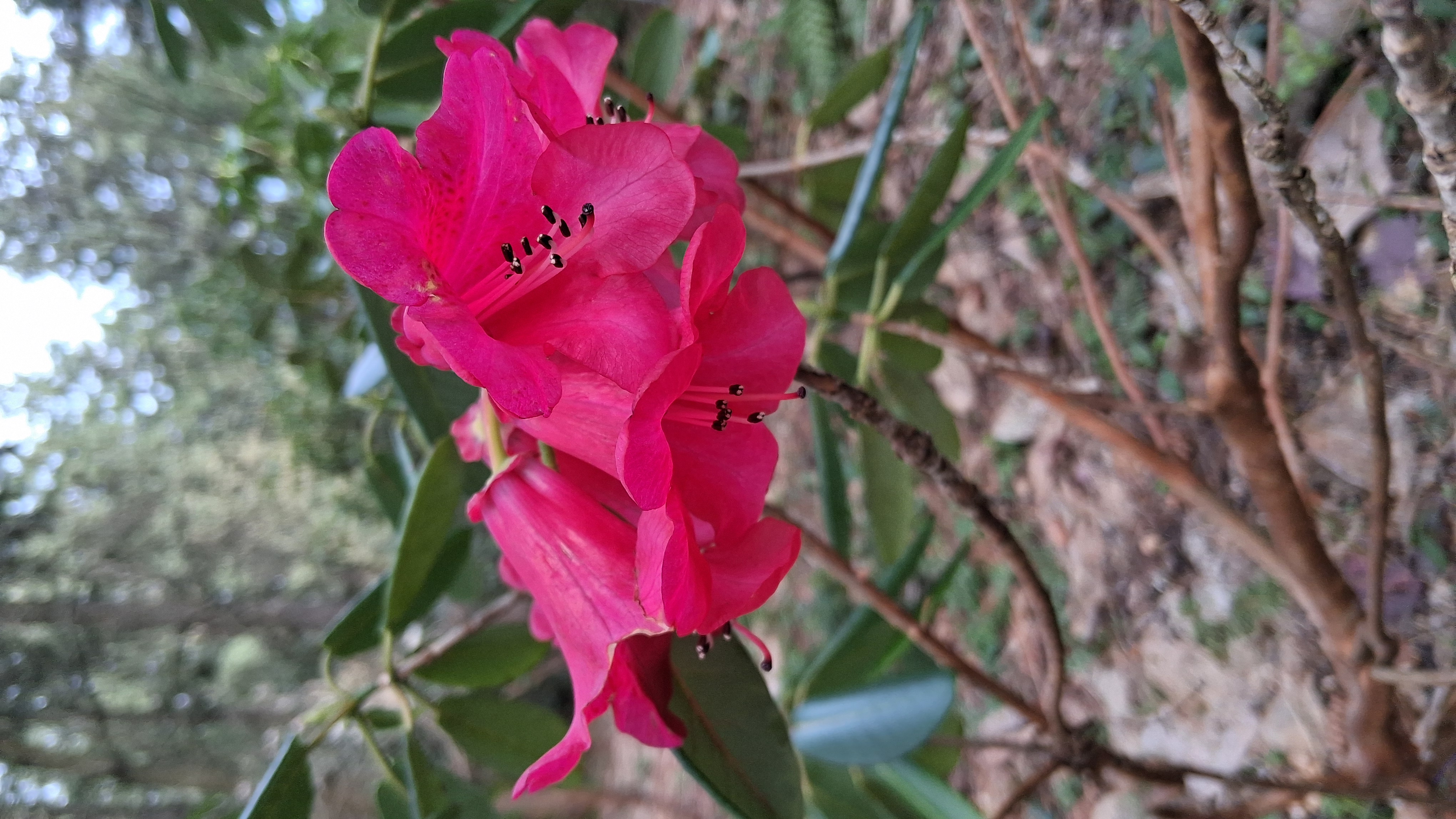 Rhododendron faucium photo