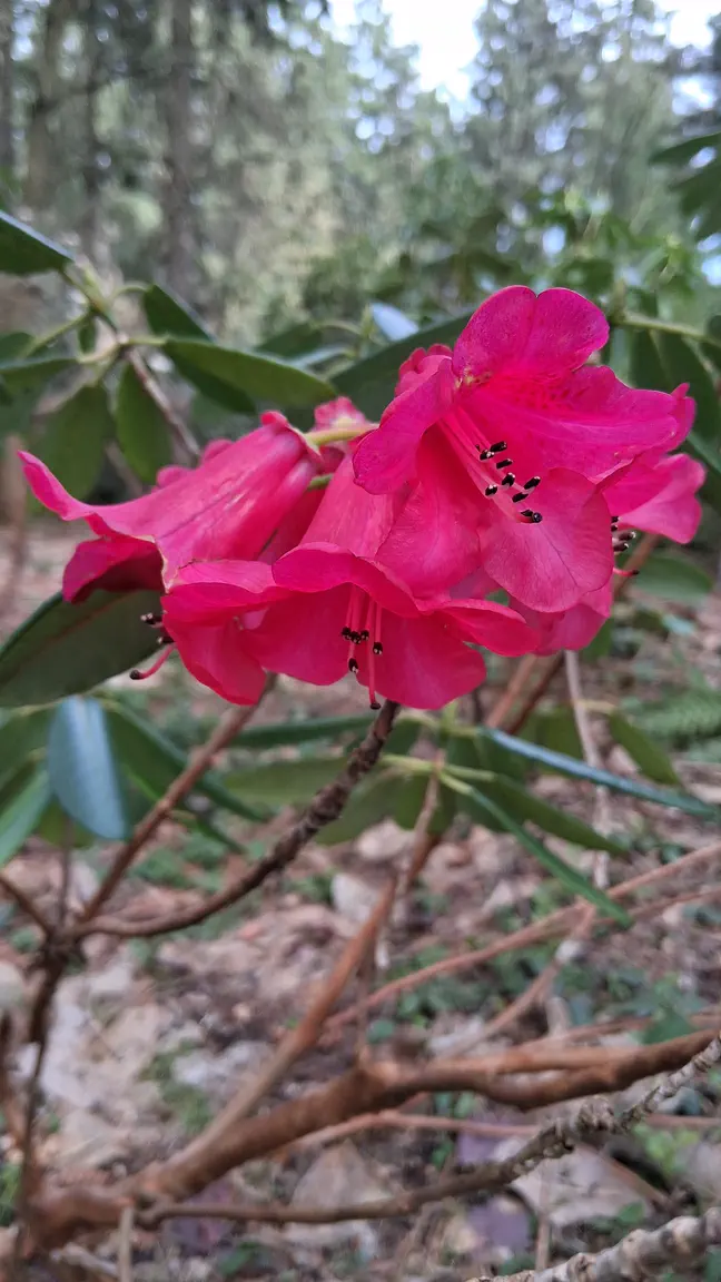 Photo of R. faucium, Species