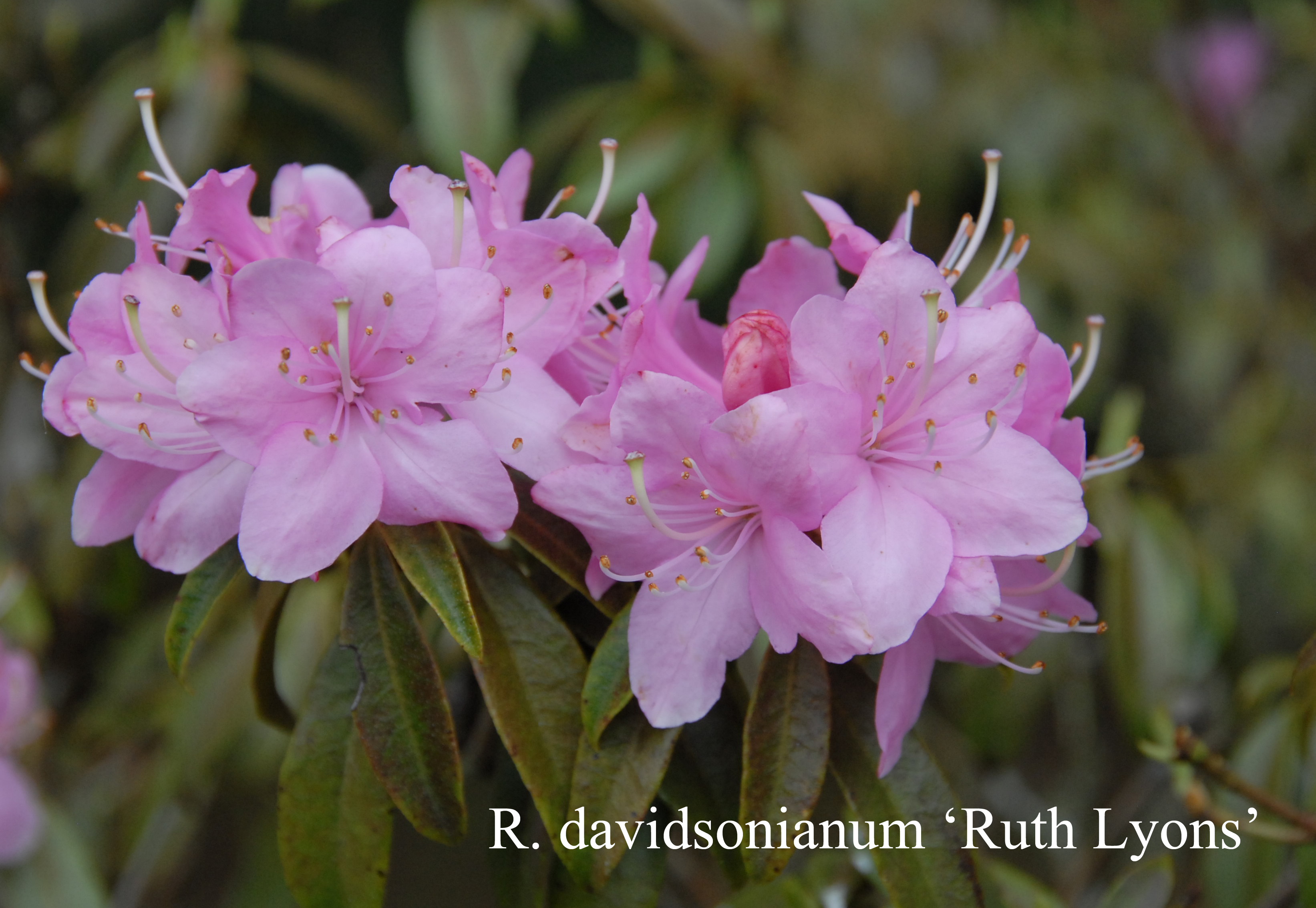 Rhododendron Ruth Lyons photo