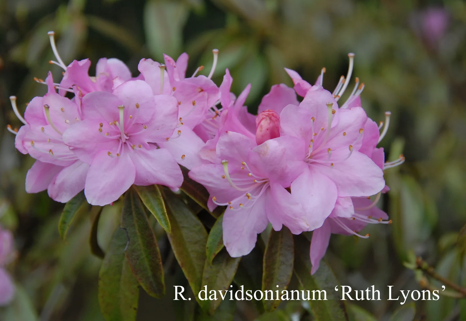 R. davidsonianum 'Ruth Lyons' photo of R. davidsonianum 'Ruth Lyons'. Location: Fearing's Farm Nursery, Abbotsford, BC, Canada. Photo by: Harold Fearing