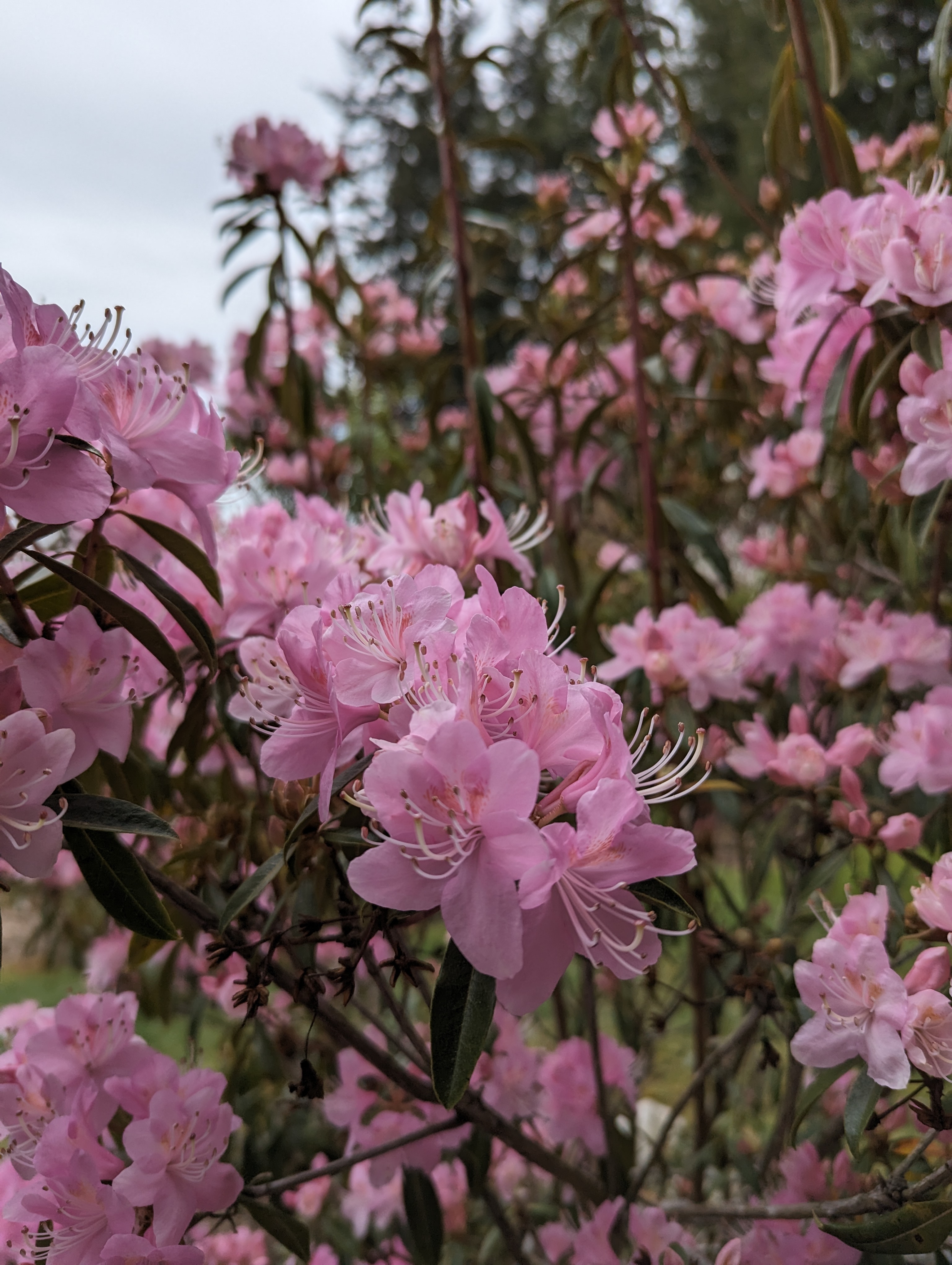 Rhododendron Ruth Lyons photo