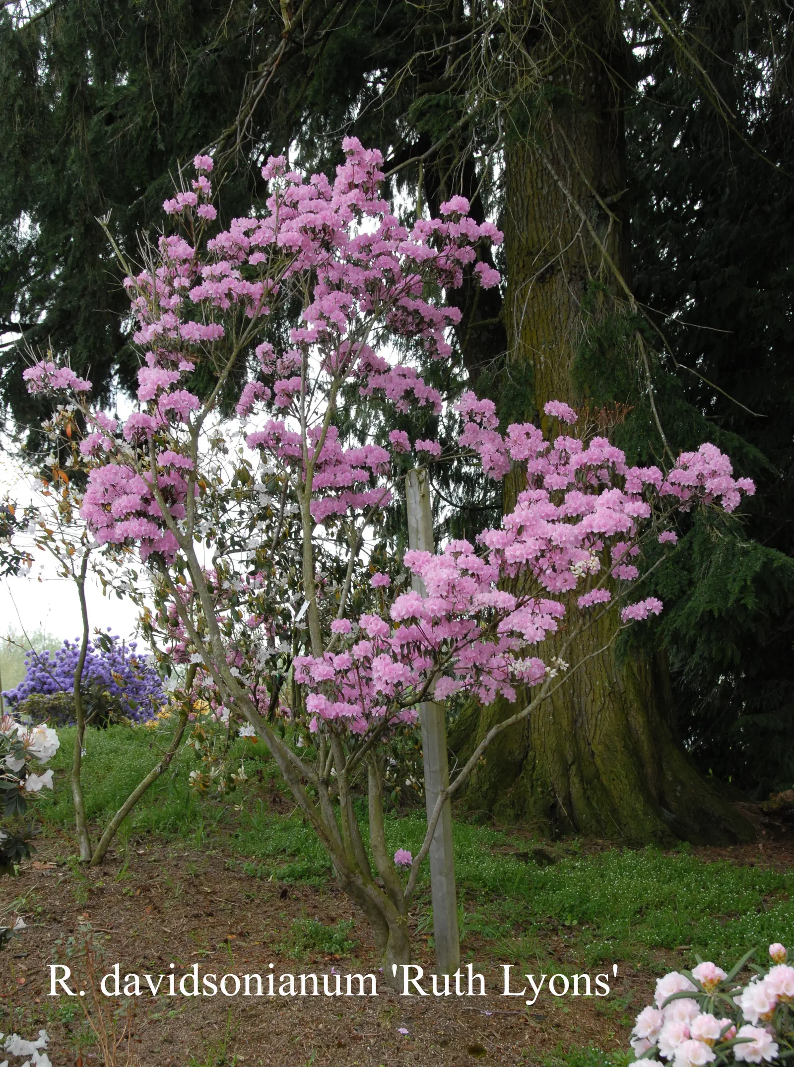 R. davidsonianum 'Ruth Lyons' photo of R. davidsonianum 'Ruth Lyons'. Location: Fearing's Farm Nursery, Abbotsford, BC, Canada. Photo by: Harold Fearing