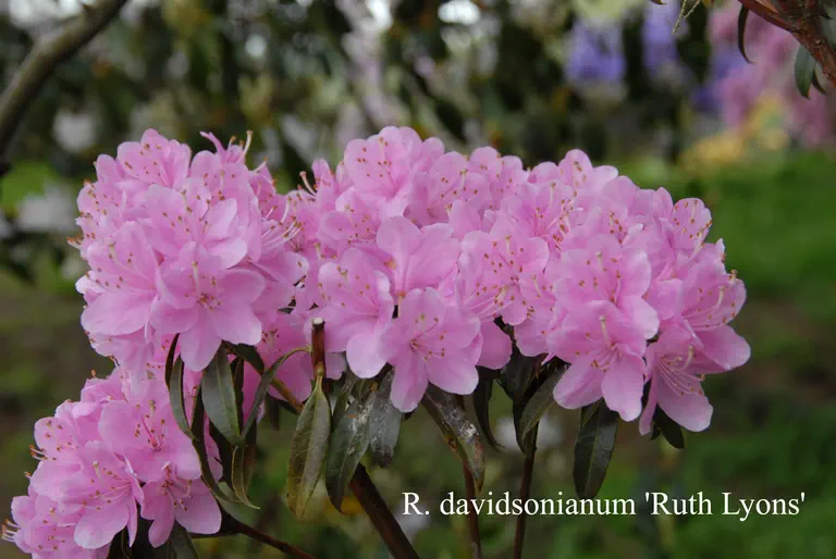 Photo of R. davidsonianum 'Ruth Lyons', Rhododendron Species Selection