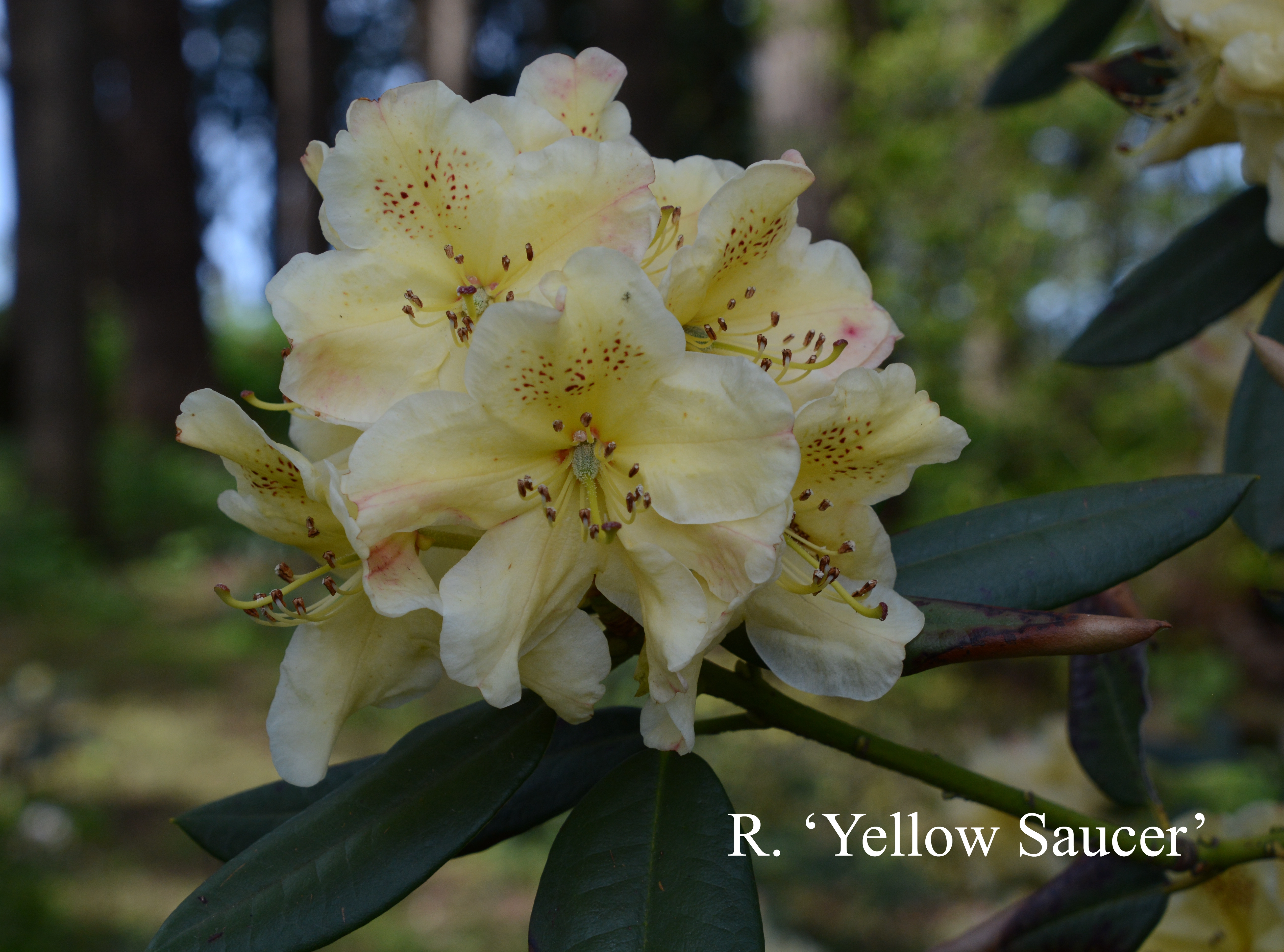 Rhododendron Yellow Saucer photo