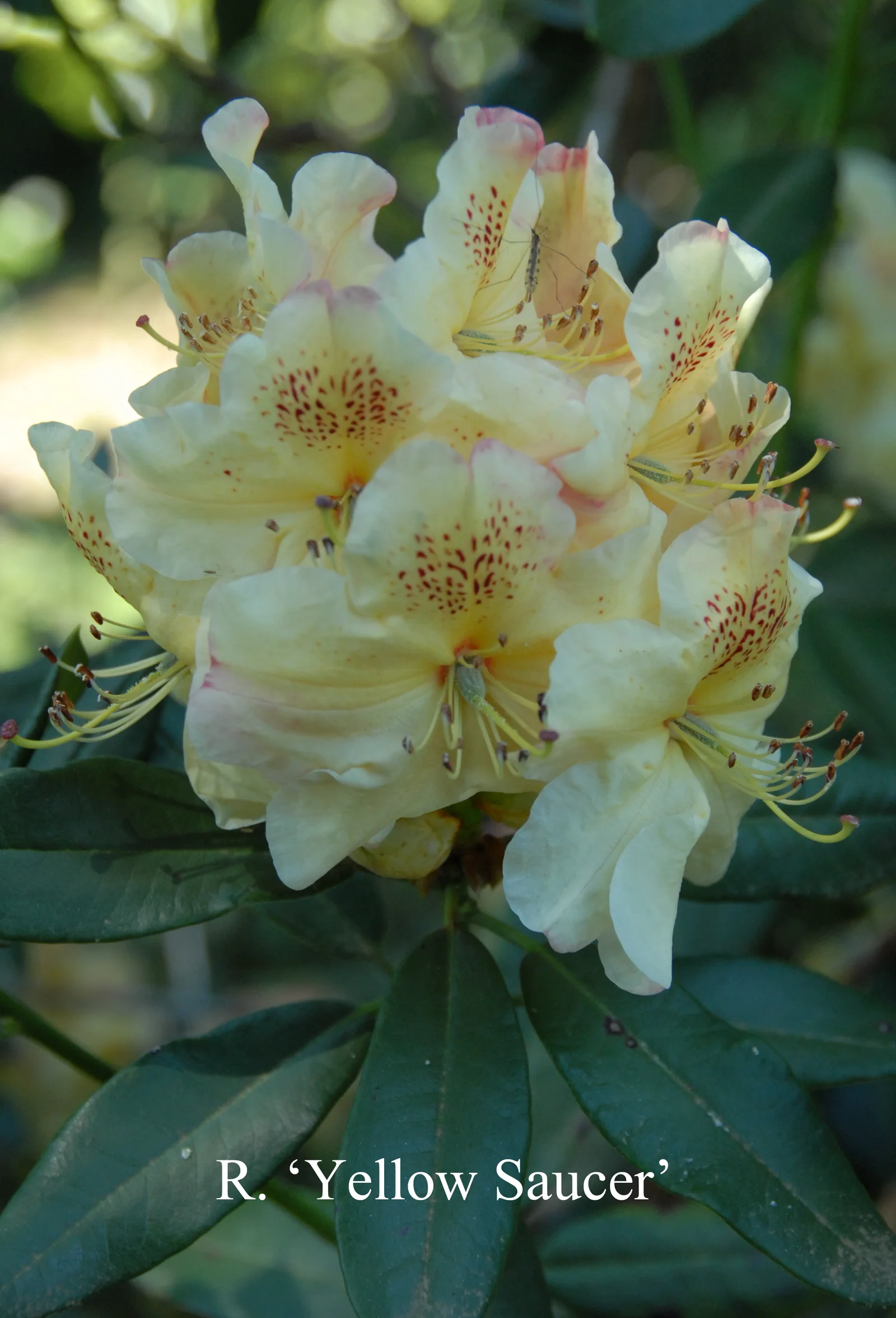 R. 'Yellow Saucer' photo of R. 'Yellow Saucer'. Location: Fearing's Farm Nursery, Abbotsford, BC, Canada. Photo by: Harold Fearing