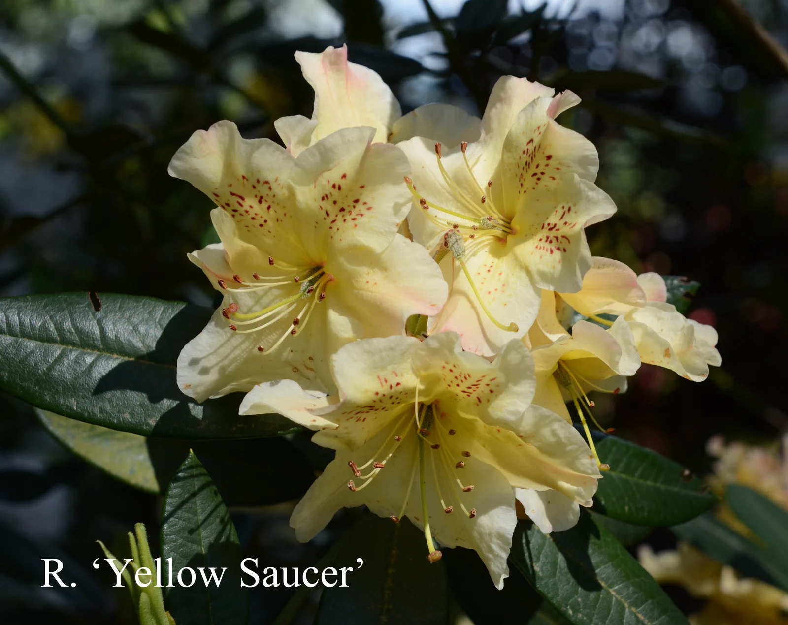 R. 'Yellow Saucer' photo of R. 'Yellow Saucer'. Location: Fearing's Farm Nursery, Abbotsford, BC, Canada. Photo by: Harold Fearing