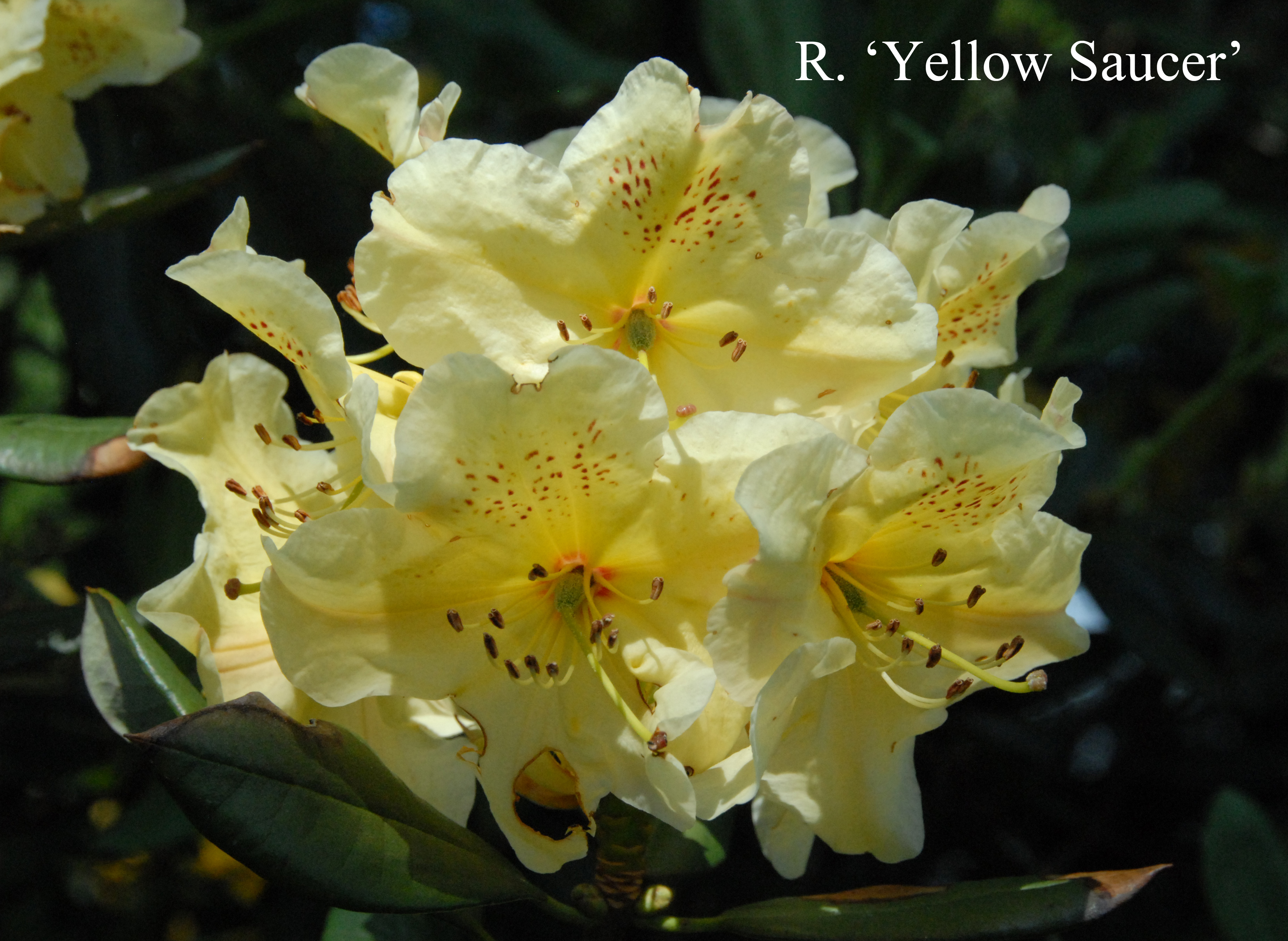 Rhododendron Yellow Saucer photo