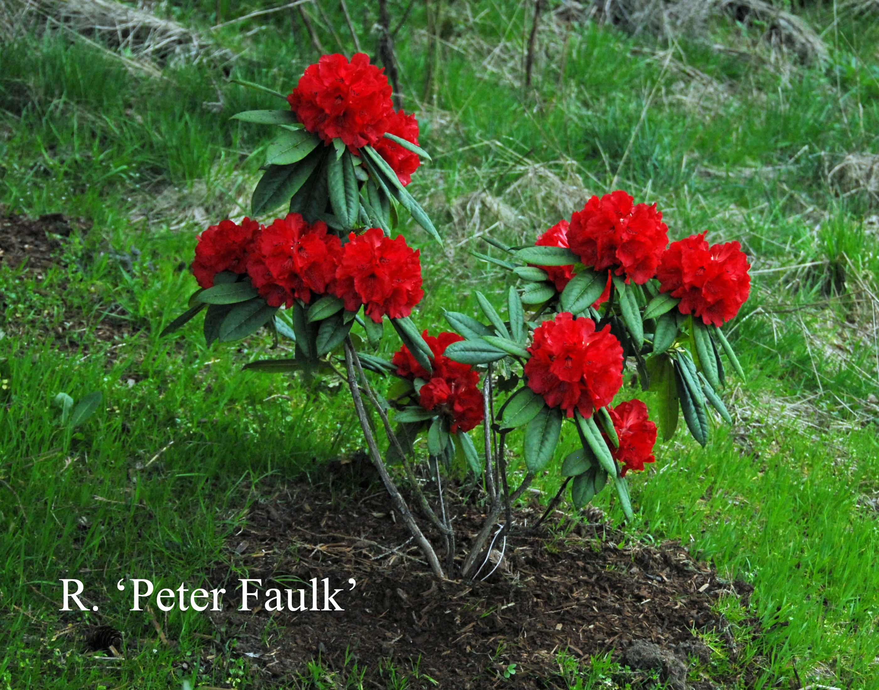 Rhododendron Peter Faulk photo