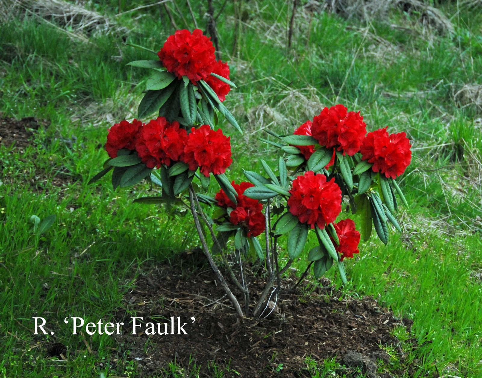 R. 'Peter Faulk' photo of R. 'Peter Faulk'. Location: Fearing's Farm Nursery, Abbotsford, BC, Canada. Photo by: Harold Fearing