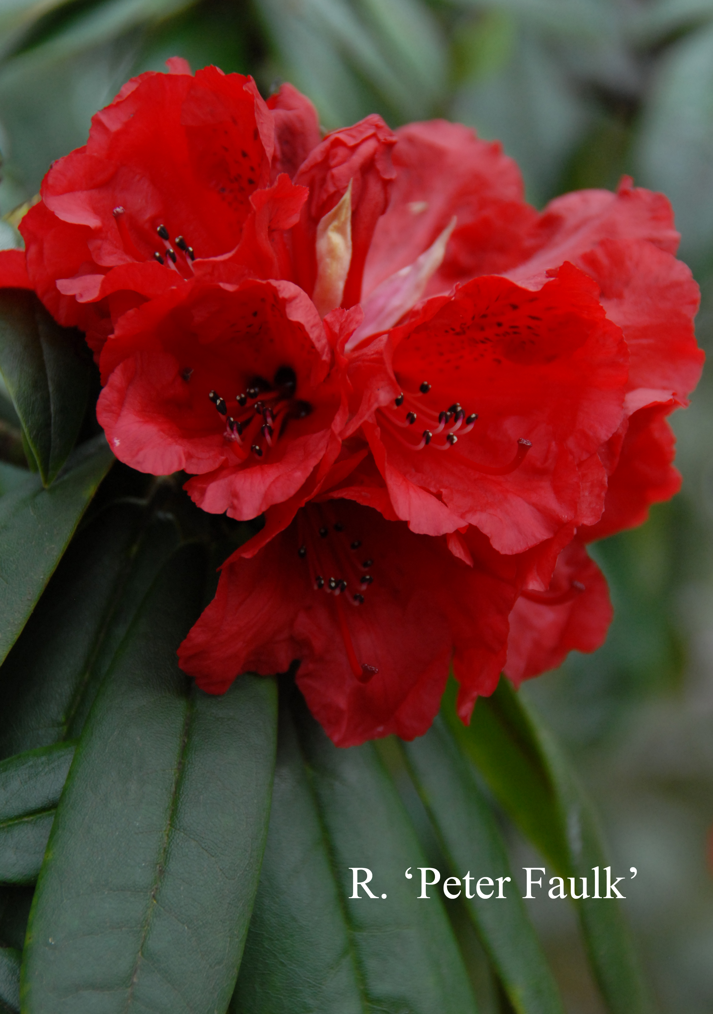 Rhododendron Peter Faulk photo