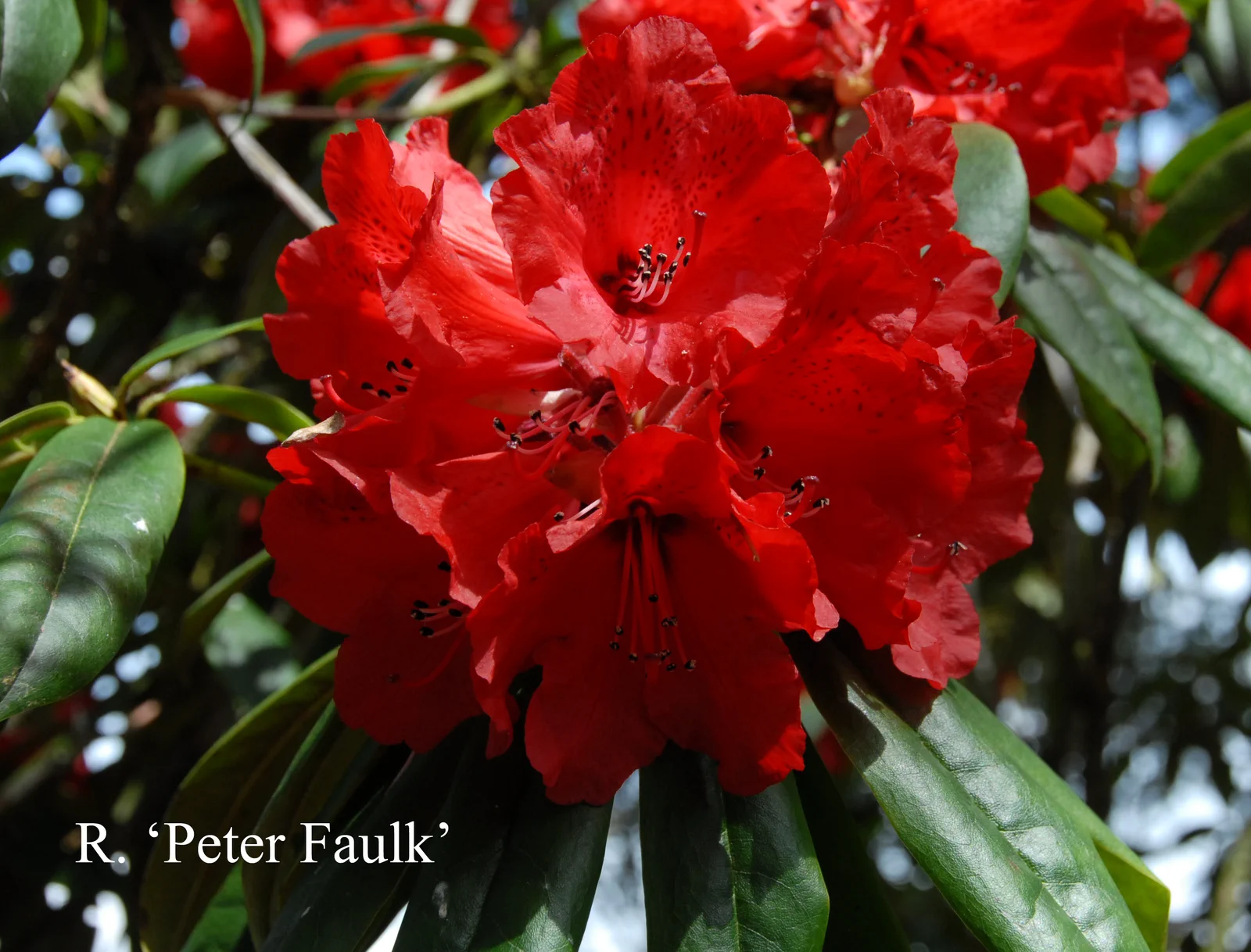 R. 'Peter Faulk' photo of R. 'Peter Faulk'. Location: Fearing's Farm Nursery, Abbotsford, BC, Canada. Photo by: Harold Fearing
