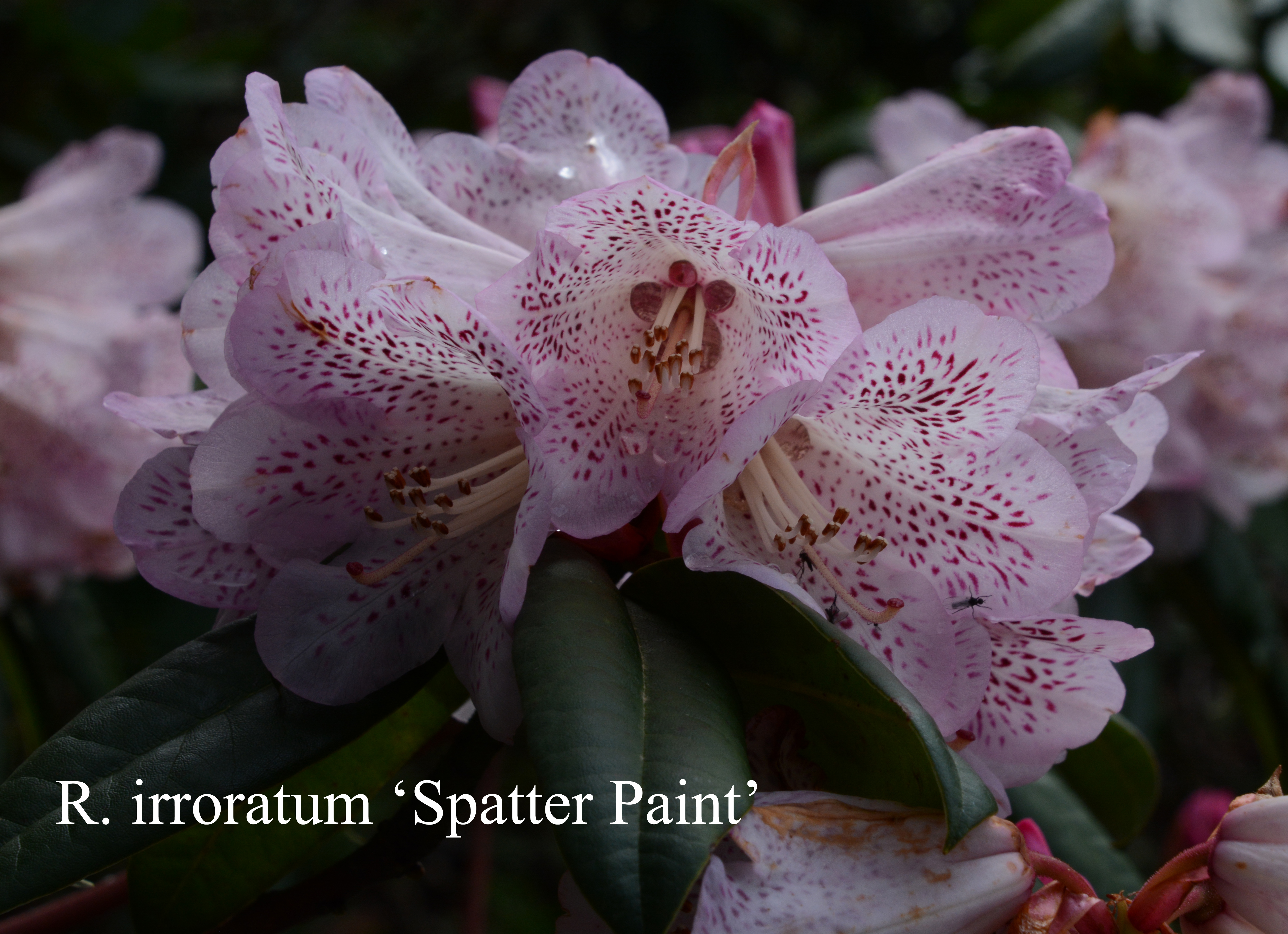 Rhododendron Spatter Paint photo