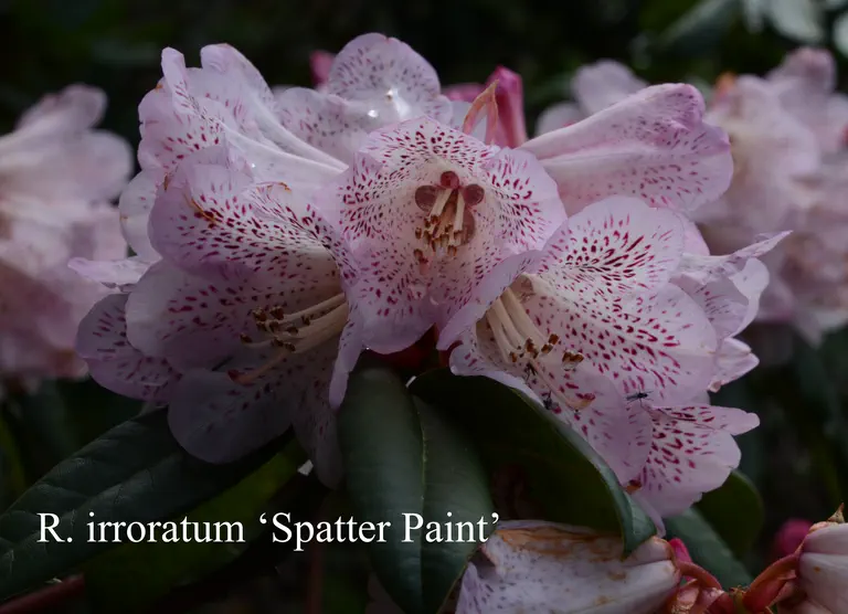 Photo of R. irroratum ssp irroratum 'Spatter Paint', Rhododendron Species Selection
