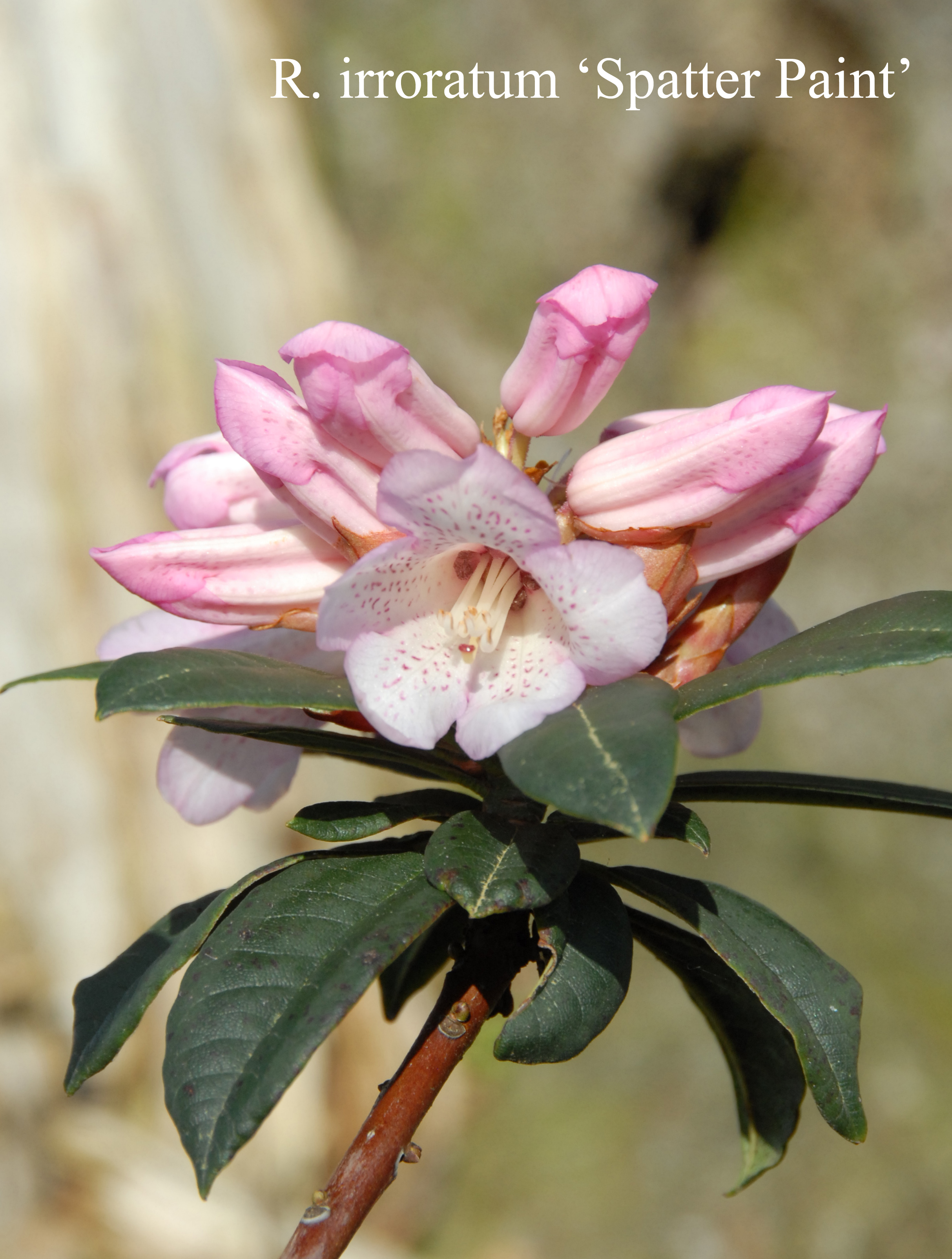 Rhododendron Spatter Paint photo