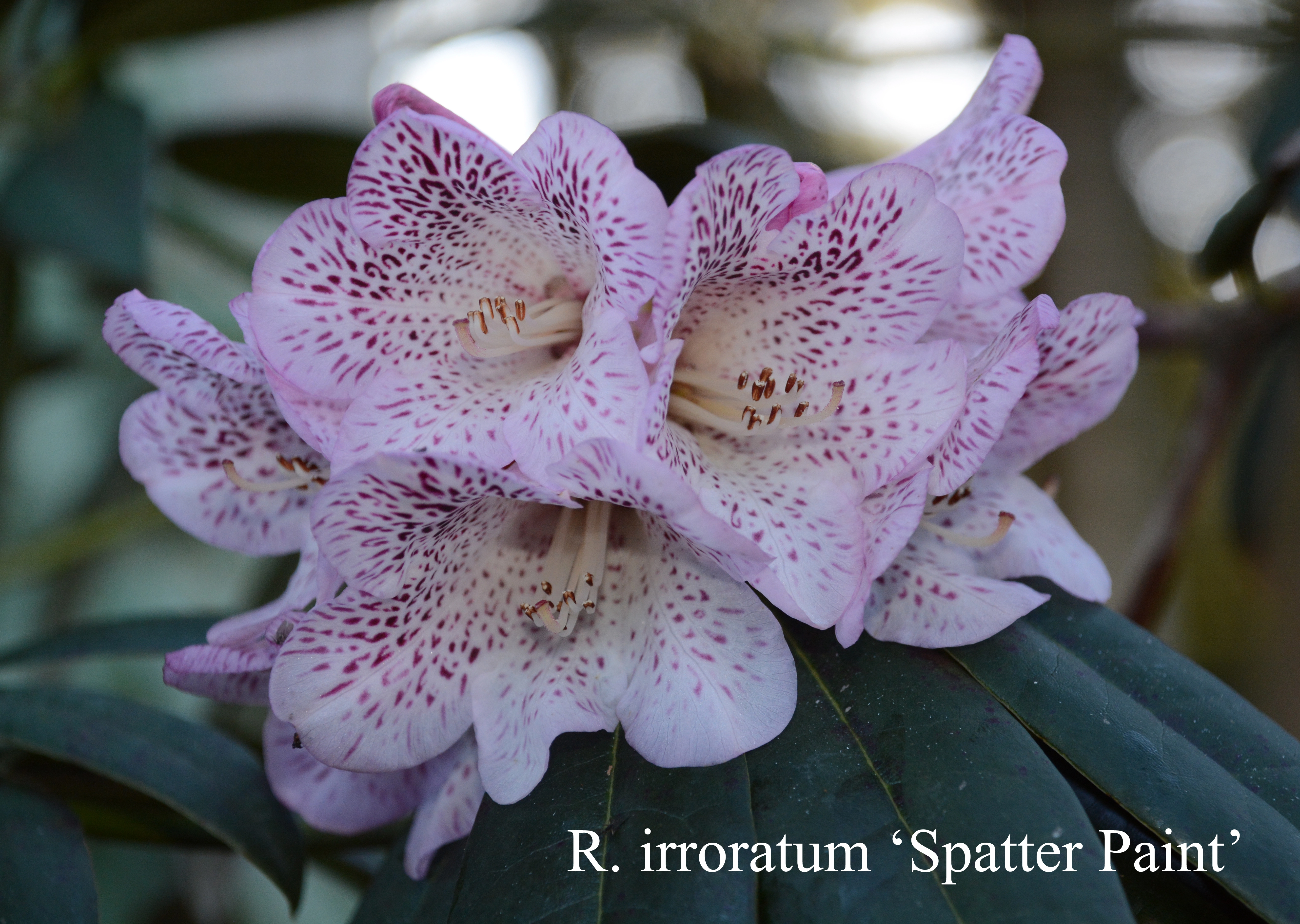 Rhododendron Spatter Paint photo