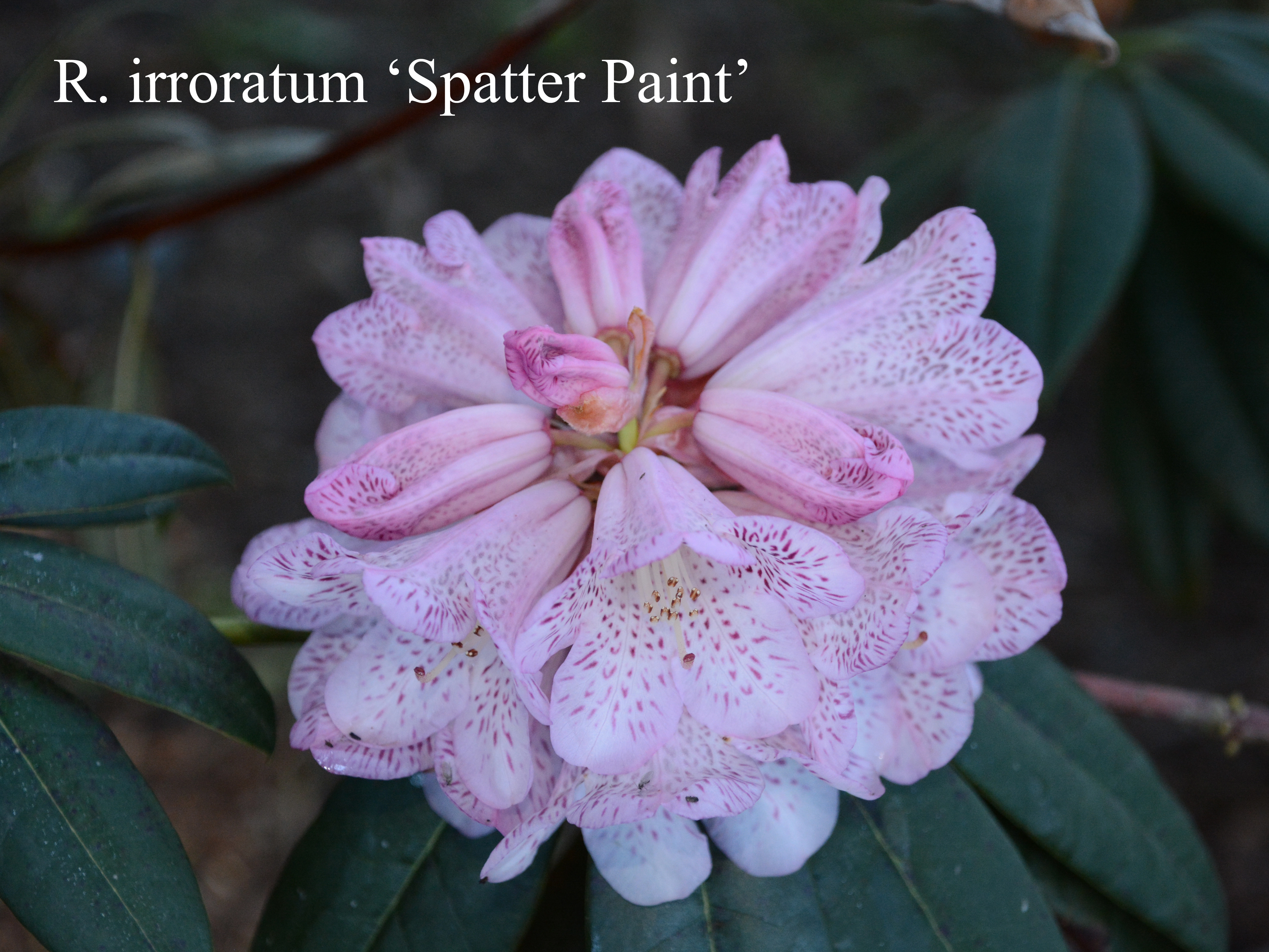 Rhododendron Spatter Paint photo