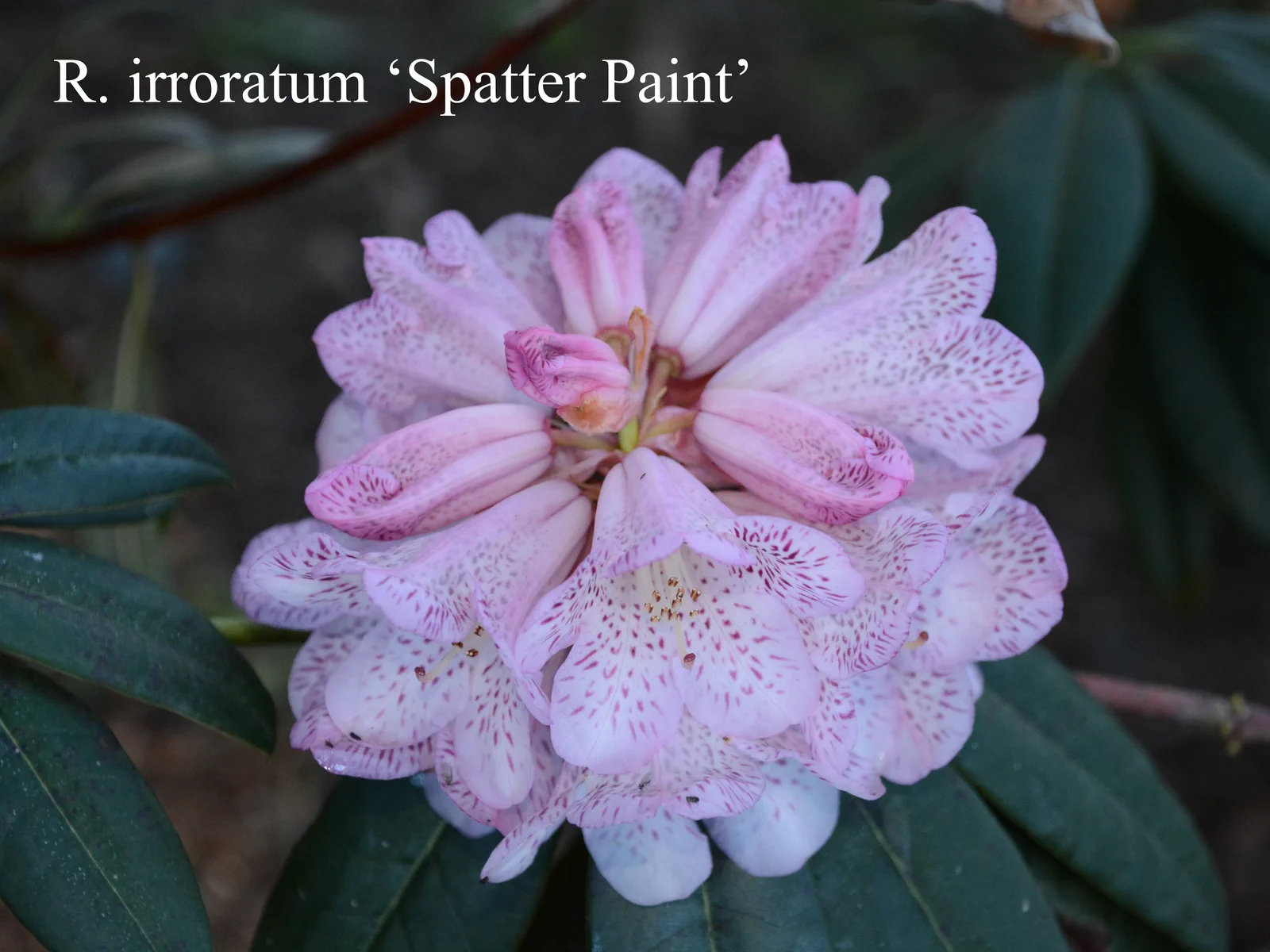R. irroratum ssp irroratum 'Spatter Paint' photo of R. irroratum ssp irroratum 'Spatter Paint'. Location: Fearing's Farm Nursery, Abbotsford, BC, Canada. Photo by: Harold Fearing