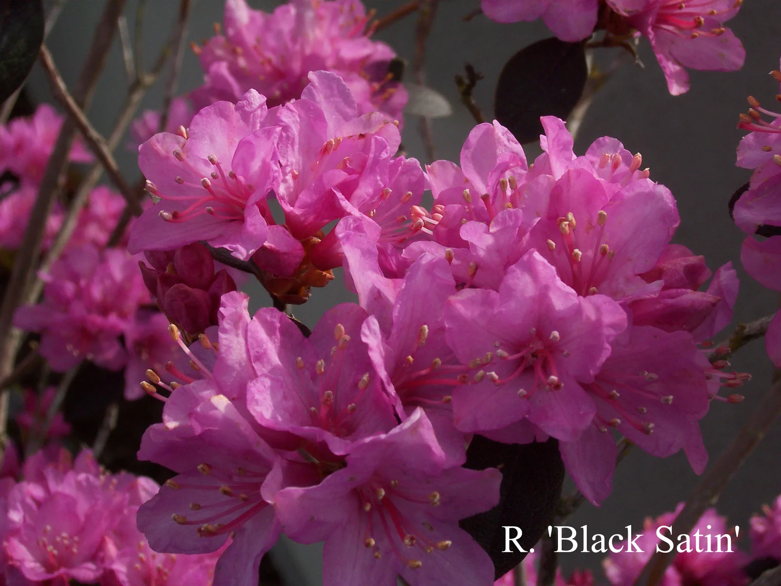 R. 'Black Satin' photo of R. 'Black Satin'. Location: Fearing's Farm Nursery, Abbotsford, BC, Canada. Photo by: Harold Fearing