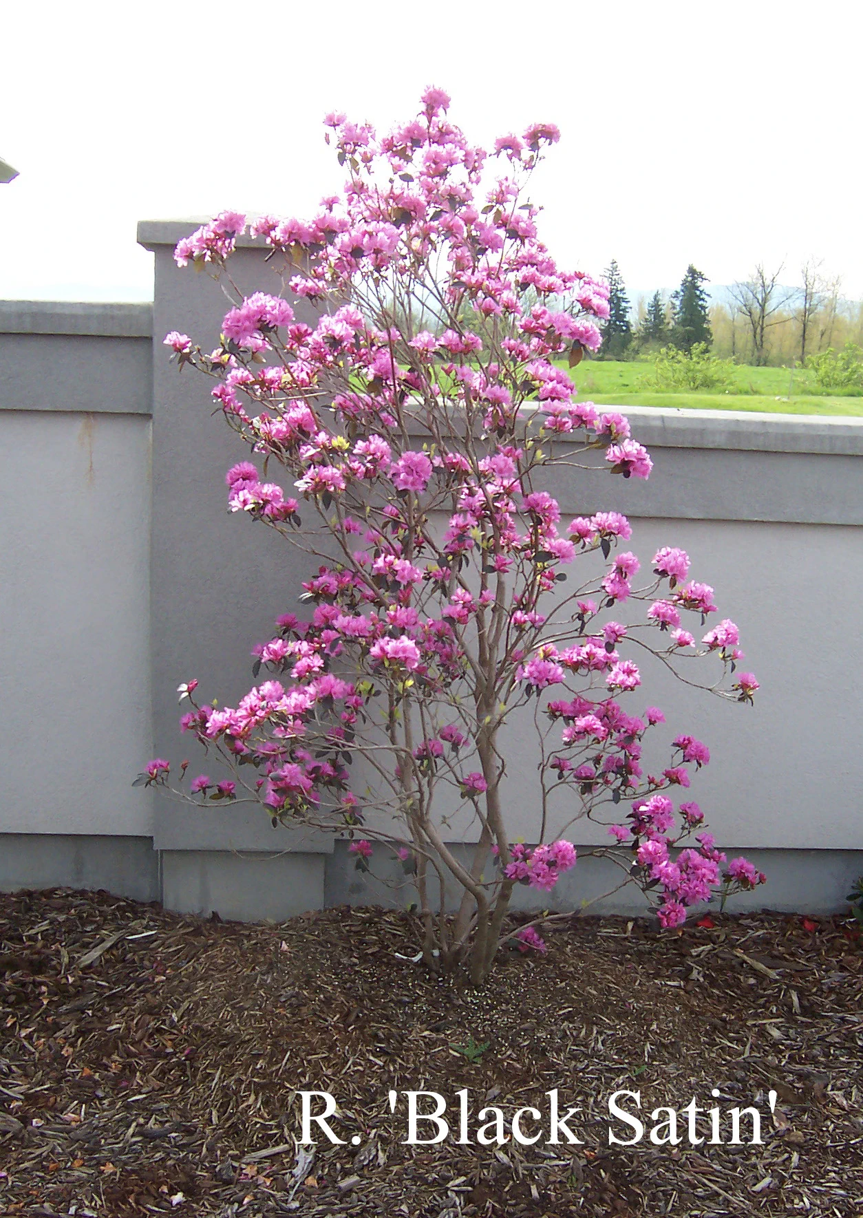 R. 'Black Satin' photo of R. 'Black Satin'. Location: Fearing's Farm Nursery, Abbotsford, BC, Canada. Photo by: Harold Fearing