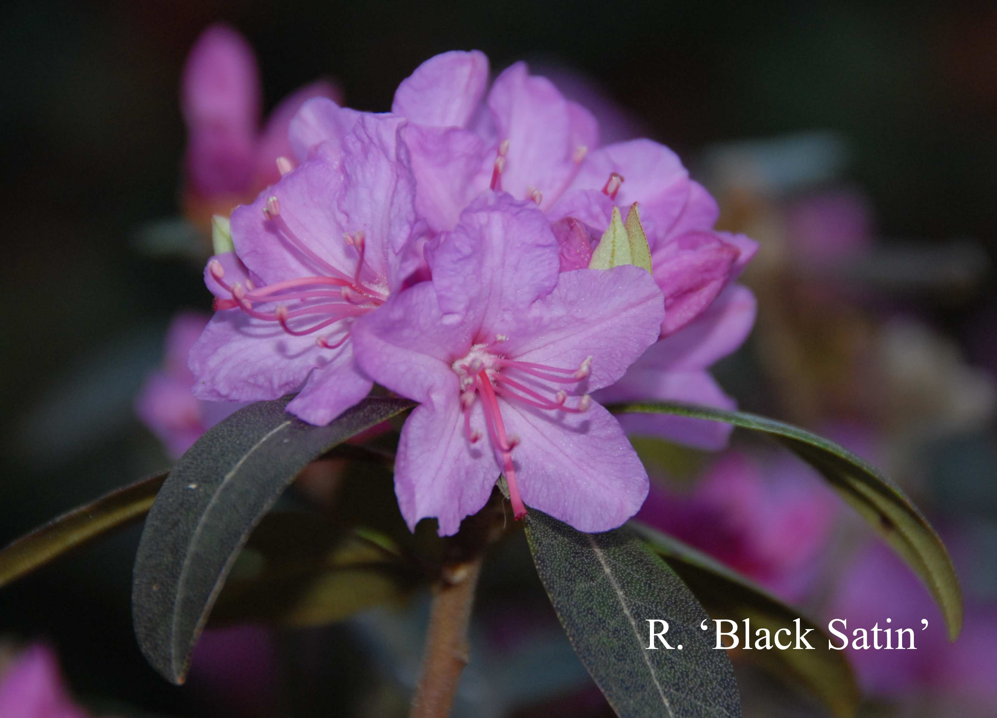 Rhododendron Black Satin photo
