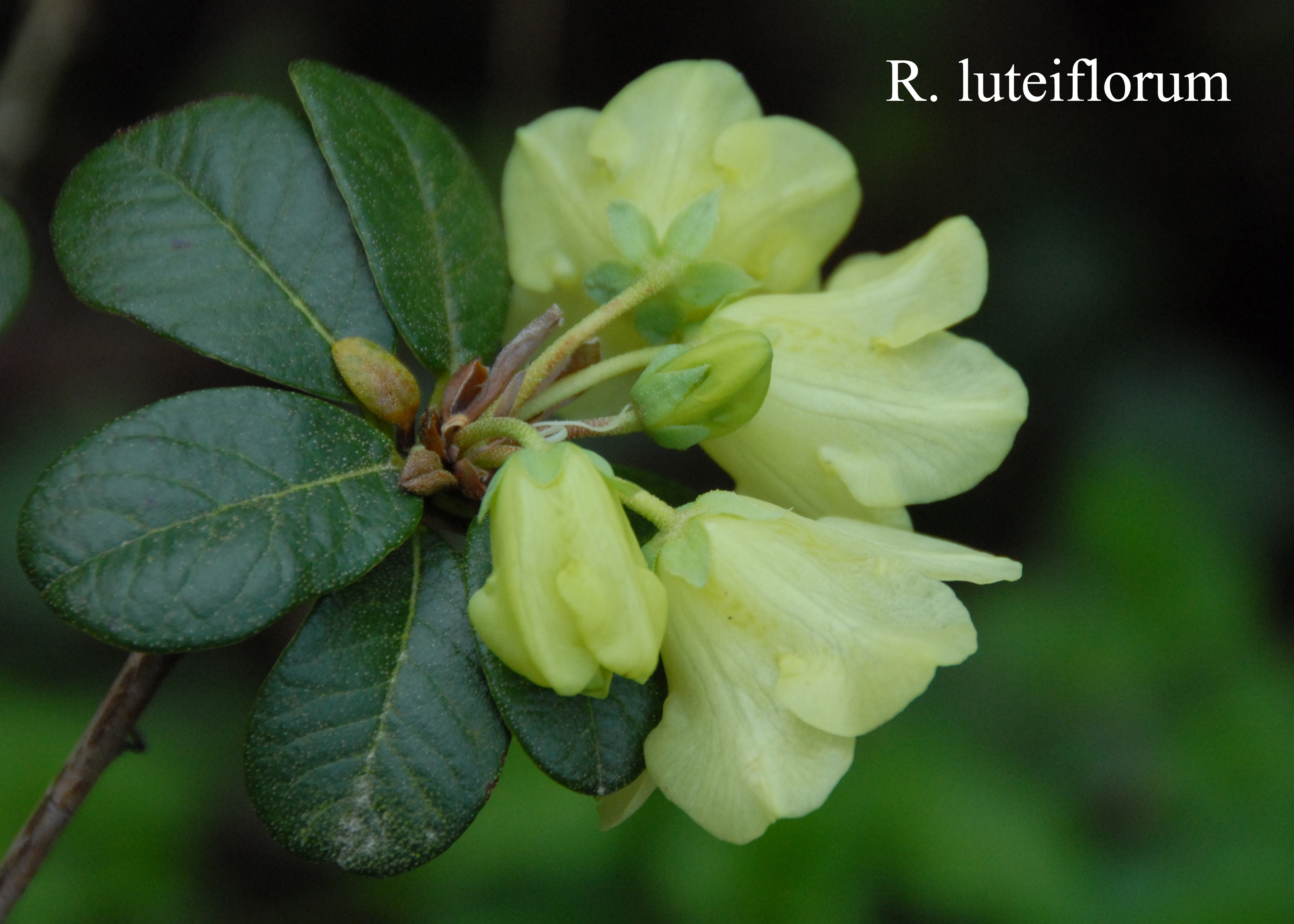 Rhododendron luteiflorum photo
