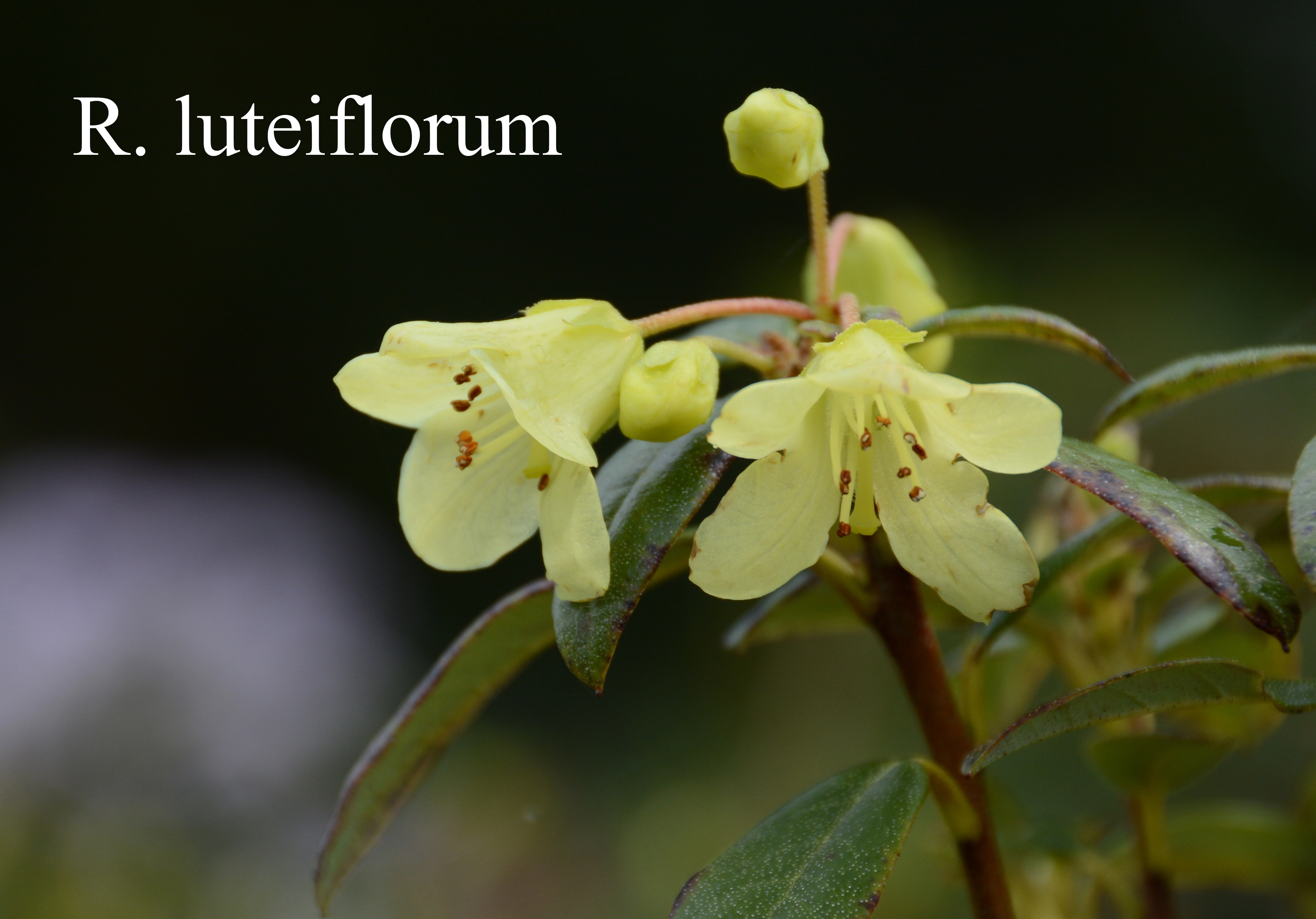 Rhododendron luteiflorum photo