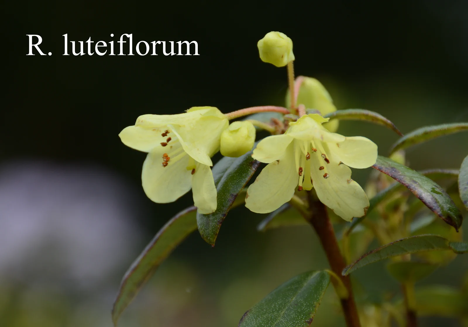 R. luteiflorum photo of R. luteiflorum. Location: Fearing's Farm Nursery, Abbotsford, BC, Canada. Photo by: Harold Fearing