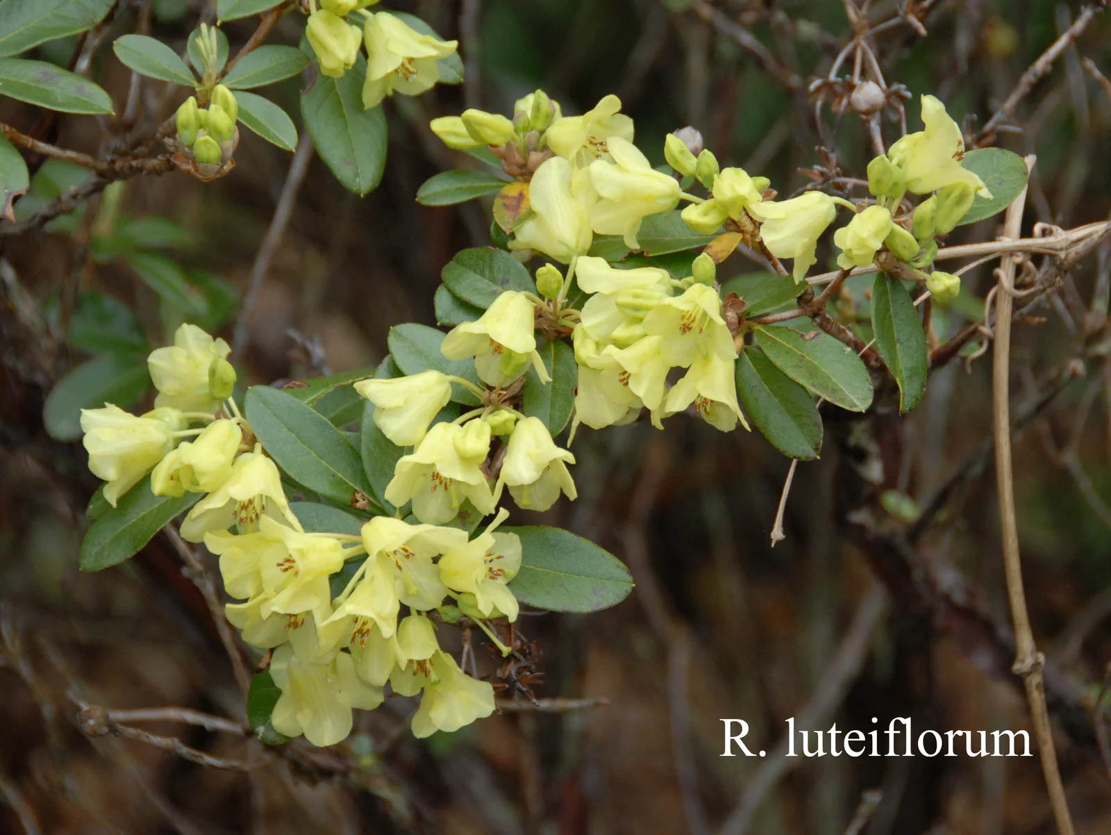 R. luteiflorum photo of R. luteiflorum. Location: Fearing's Farm Nursery, Abbotsford, BC, Canada. Photo by: Harold Fearing
