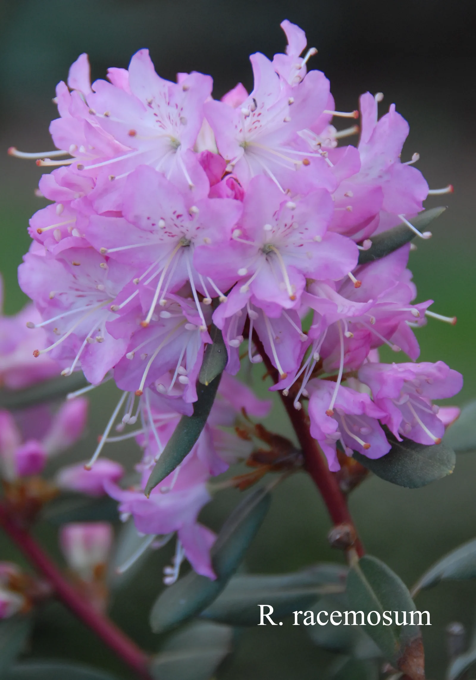 R. racemosum photo of R. racemosum. Location: Fearing's Farm Nursery, Abbotsford, BC, Canada. Photo by: Harold Fearing