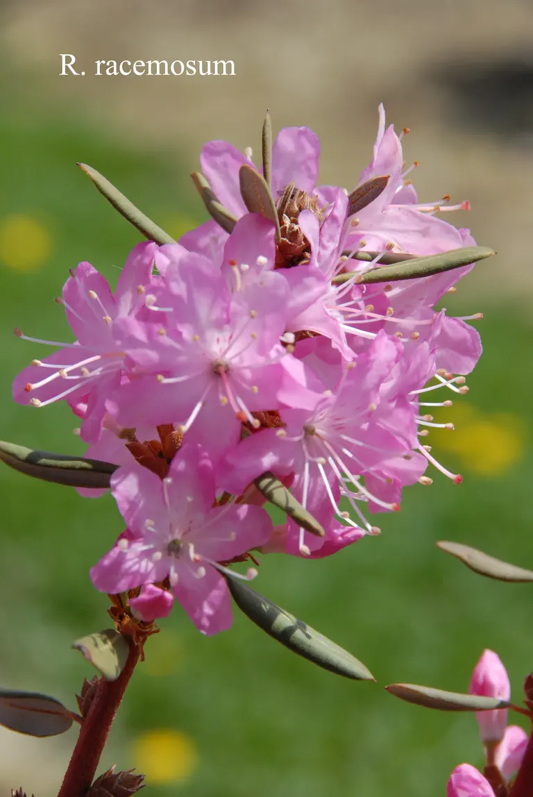 Photo of R. racemosum, Species
