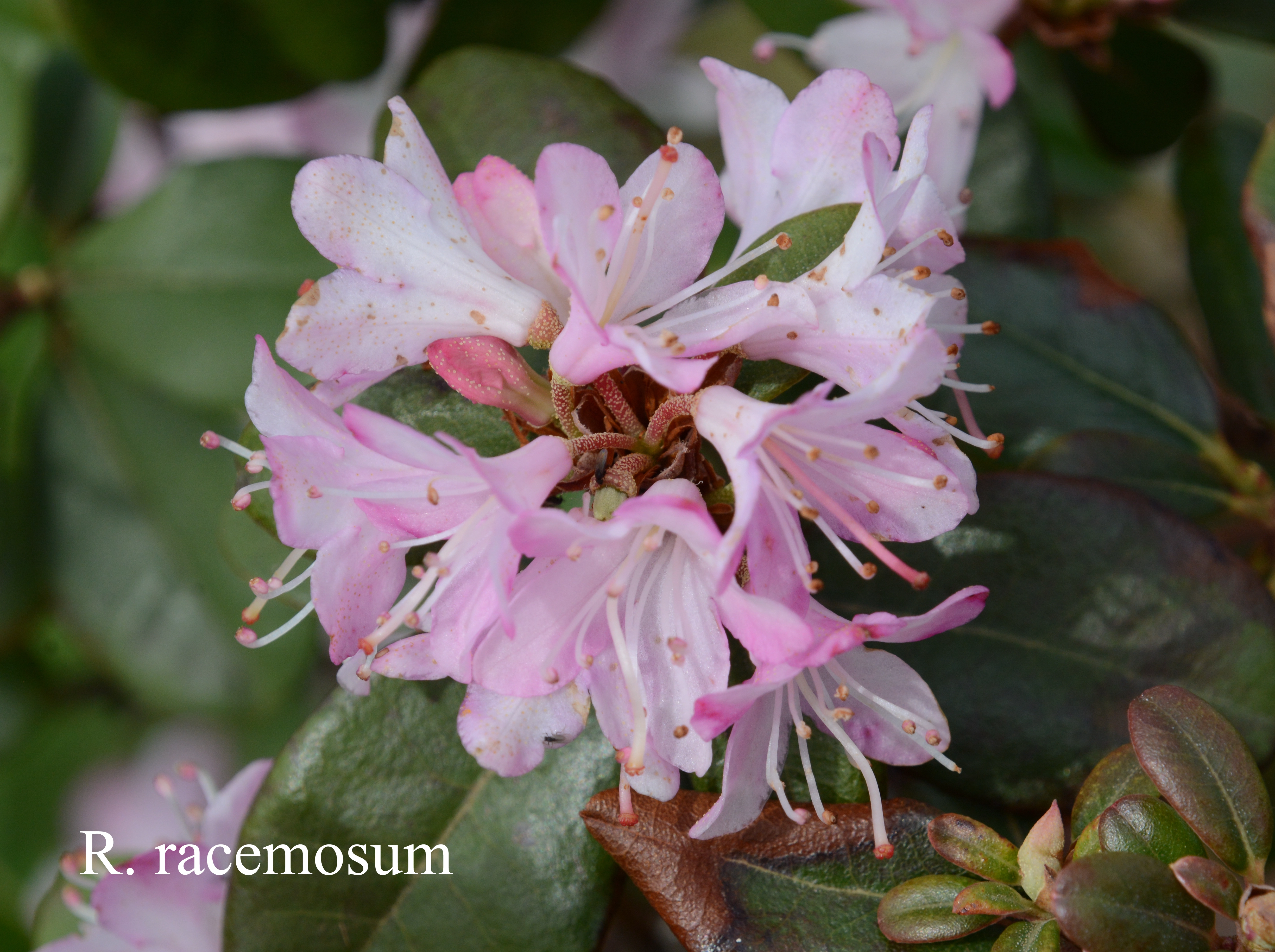 Rhododendron racemosum photo