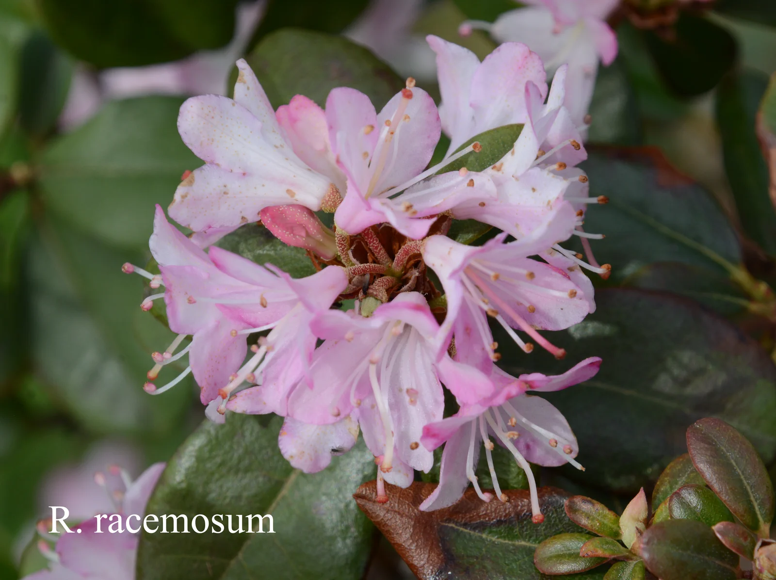 R. racemosum photo of R. racemosum. Location: Fearing's Farm Nursery, Abbotsford, BC, Canada. Photo by: Harold Fearing