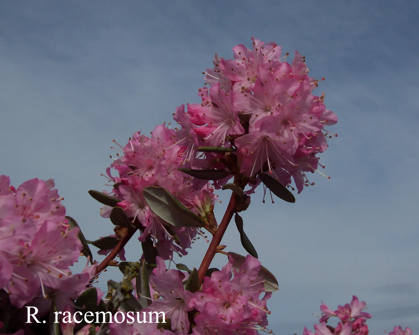 R. racemosum photo of R. racemosum. Location: Fearing's Farm Nursery, Abbotsford, BC, Canada. Photo by: Harold Fearing