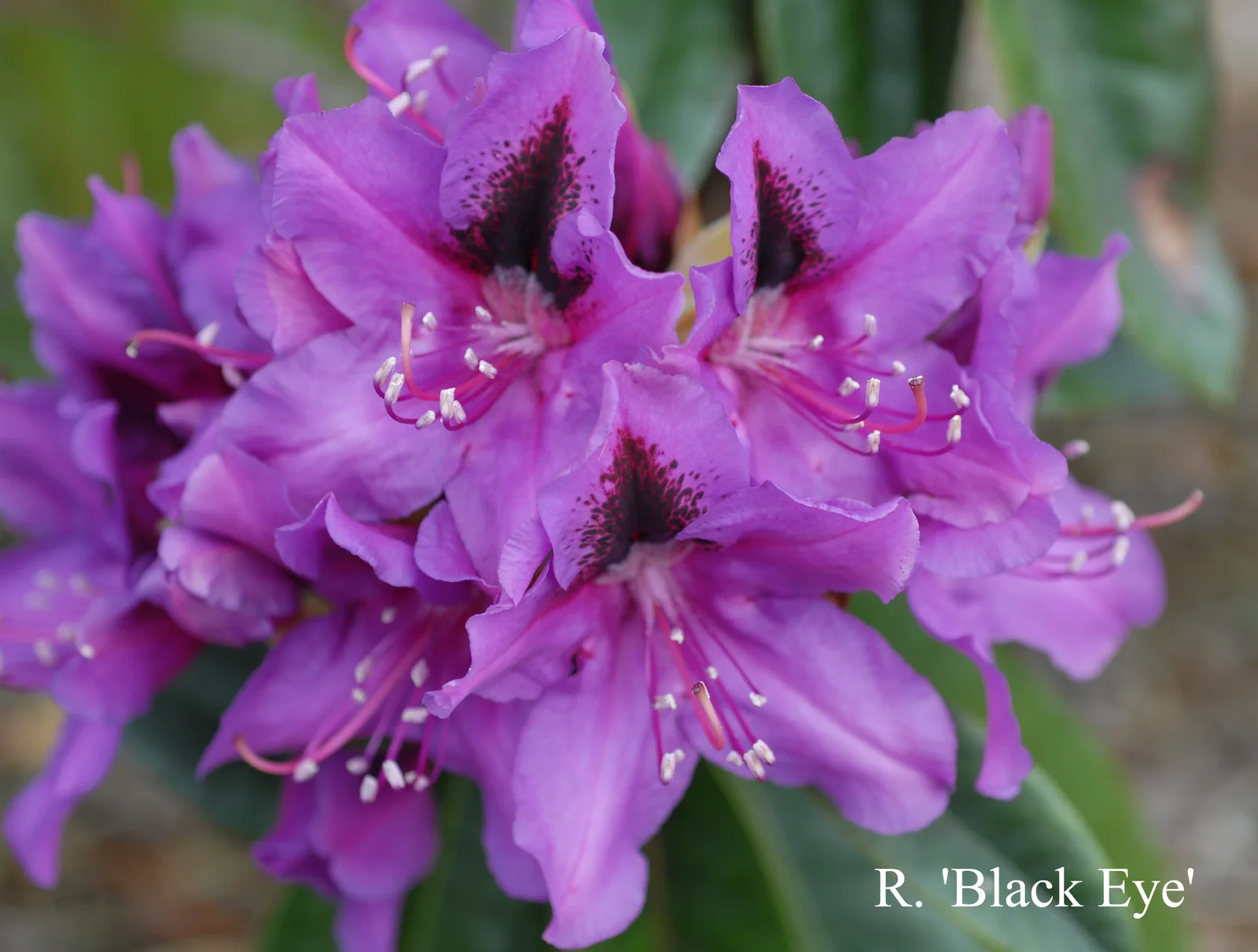 R. 'Black Eye' photo of R. 'Black Eye'. Location: Fearing's Farm Nursery, Abbotsford, BC, Canada. Photo by: Harold Fearing