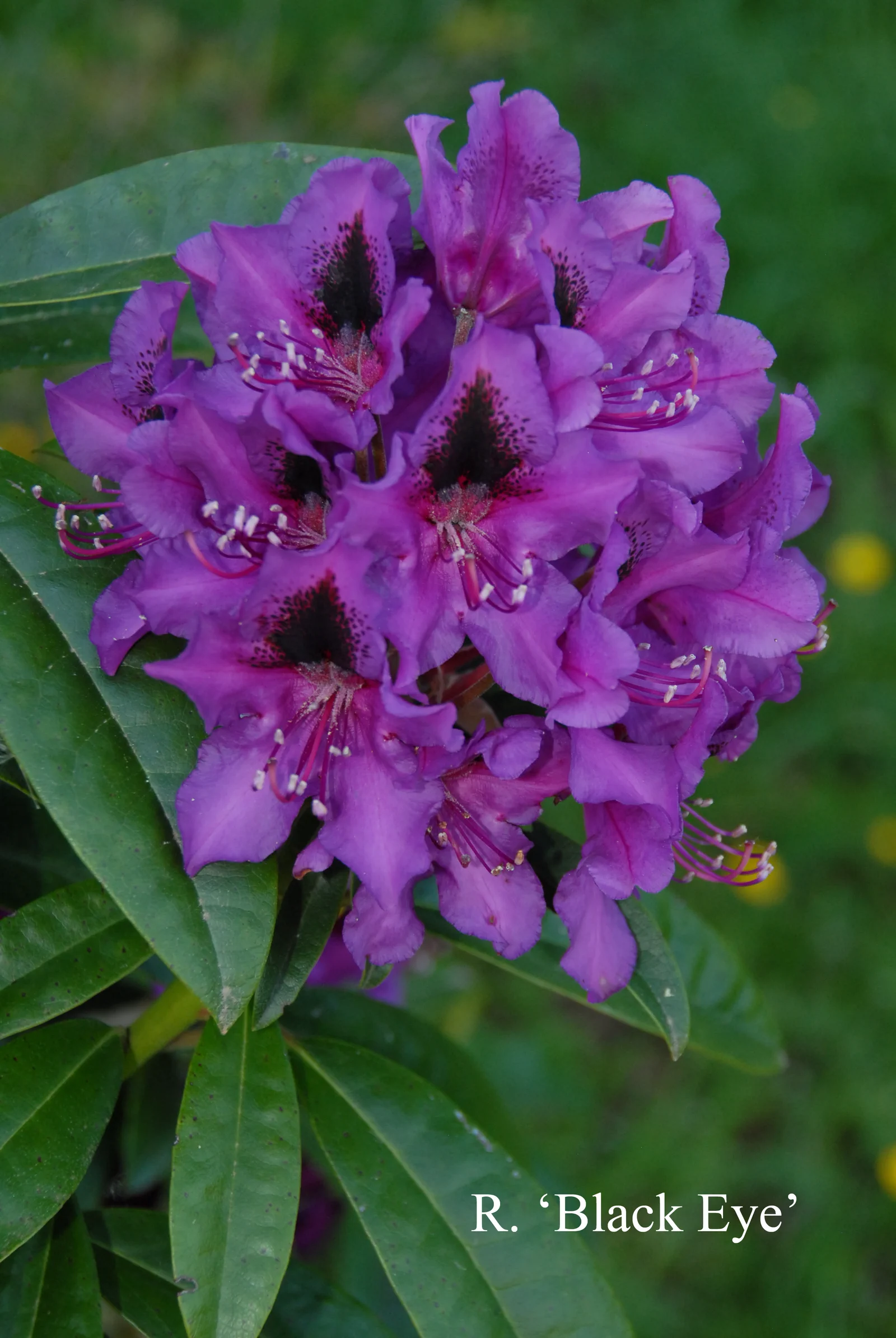 R. 'Black Eye' photo of R. 'Black Eye'. Location: Fearing's Farm Nursery, Abbotsford, BC, Canada. Photo by: Harold Fearing