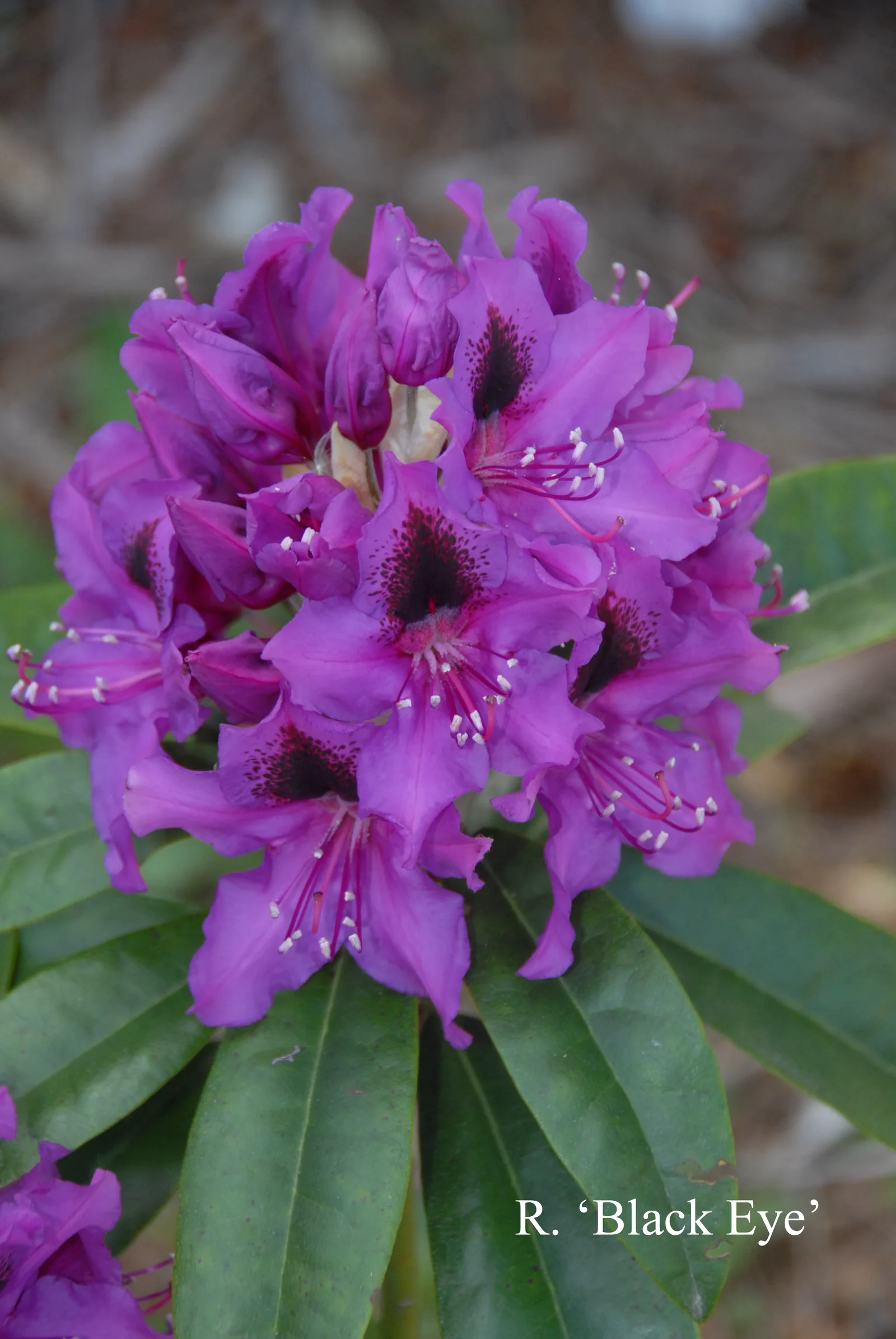 R. 'Black Eye' photo of R. 'Black Eye'. Location: Fearing's Farm Nursery, Abbotsford, BC, Canada. Photo by: Harold Fearing