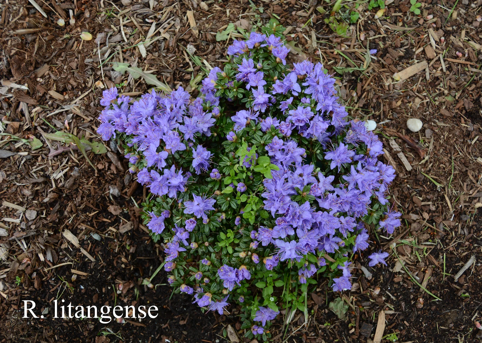 R. impeditum photo of R. impeditum. Location: Fearing's Farm Nursery, Abbotsford, BC, Canada. Photo by: Harold Fearing