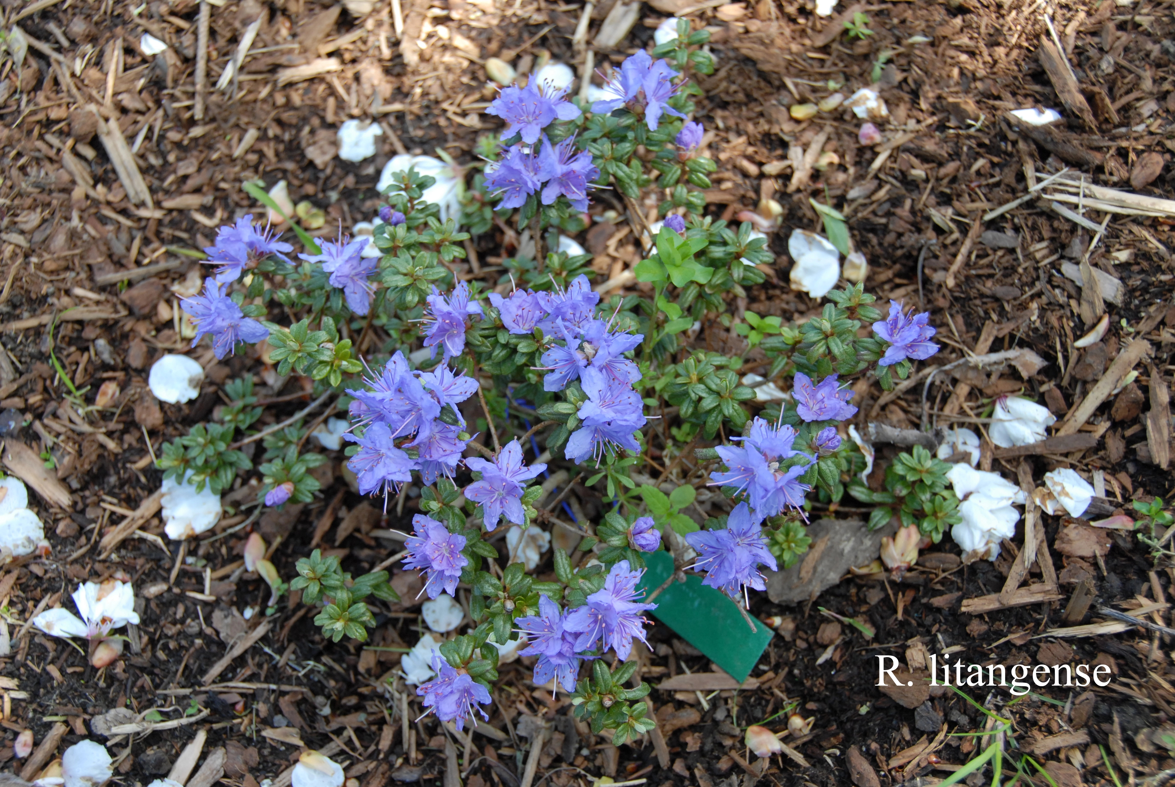 Rhododendron impeditum photo