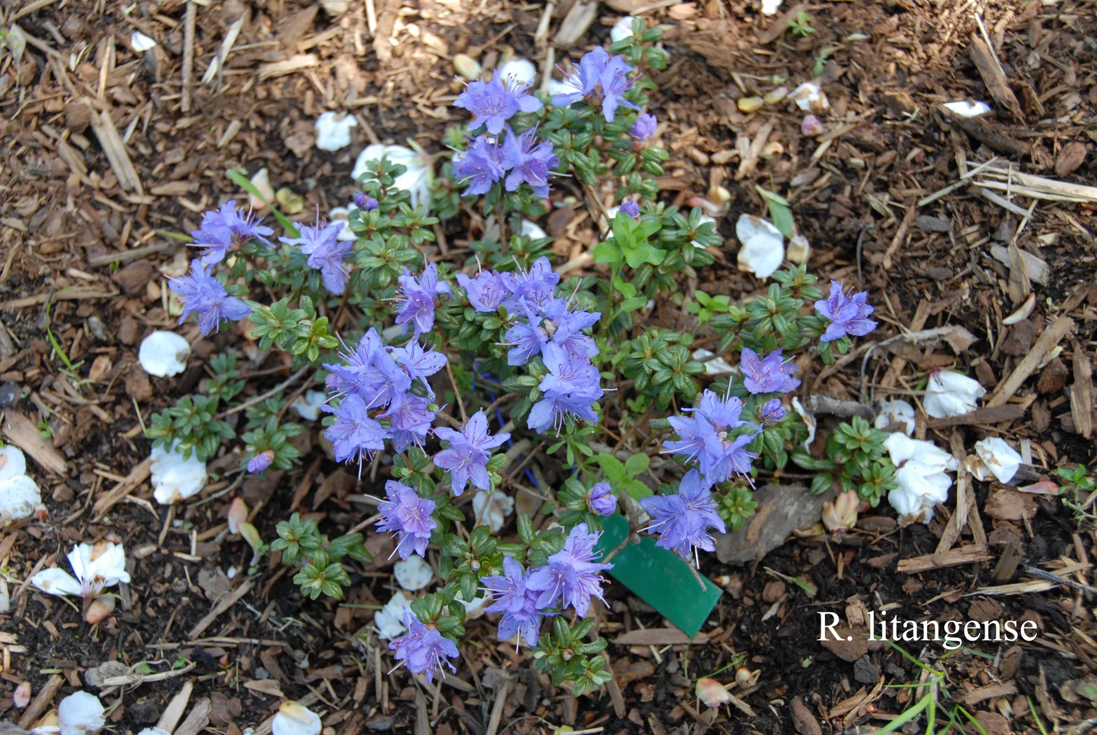 R. impeditum photo of R. impeditum. Location: Fearing's Farm Nursery, Abbotsford, BC, Canada. Photo by: Harold Fearing