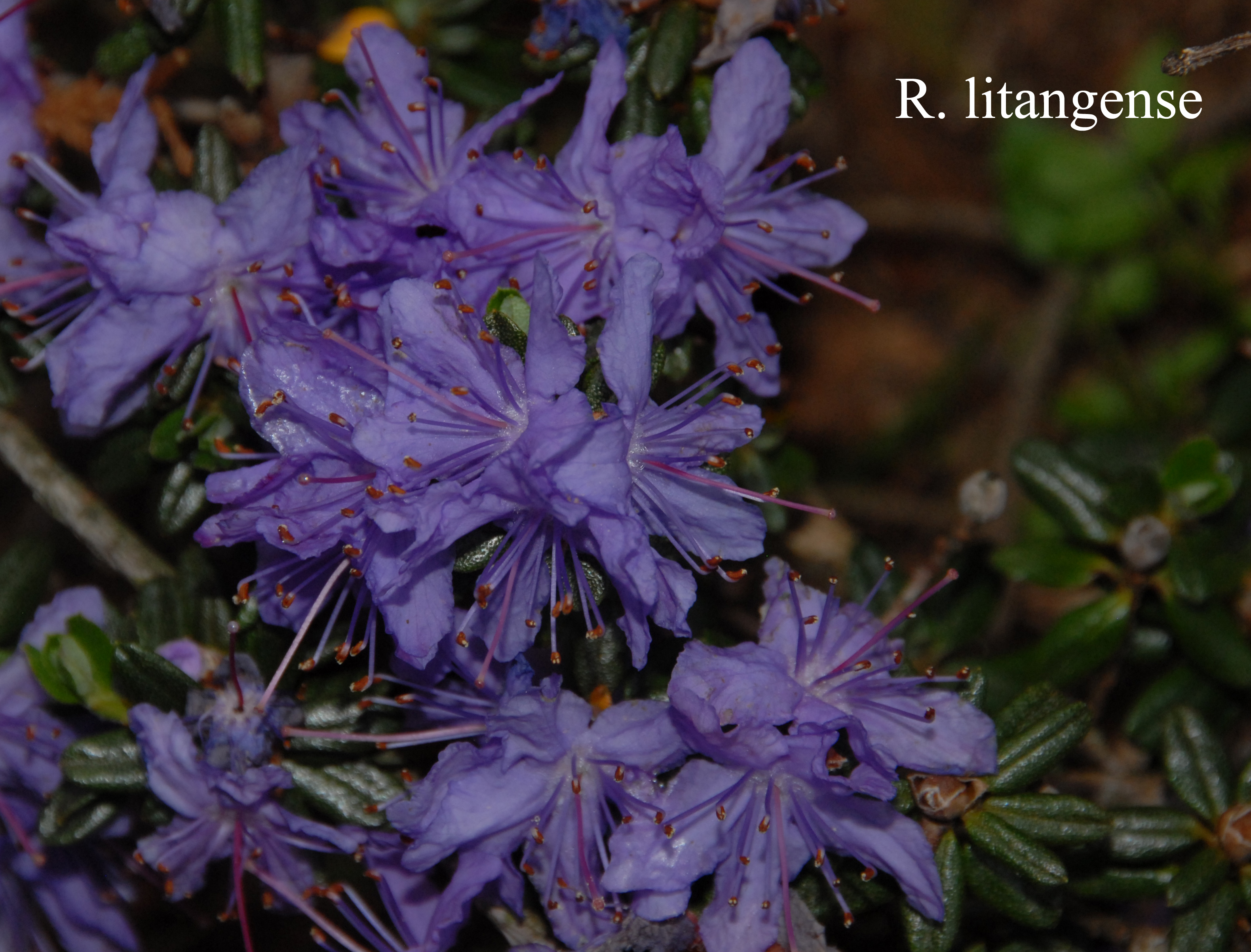 Rhododendron impeditum photo