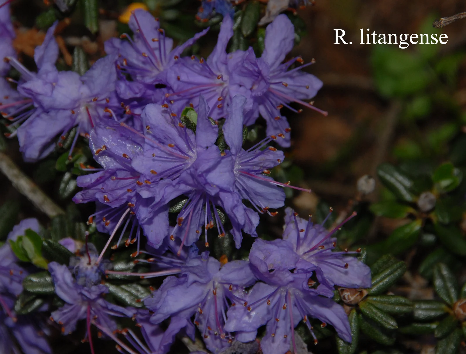 R. impeditum photo of R. impeditum. Location: Fearing's Farm Nursery, Abbotsford, BC, Canada. Photo by: Harold Fearing