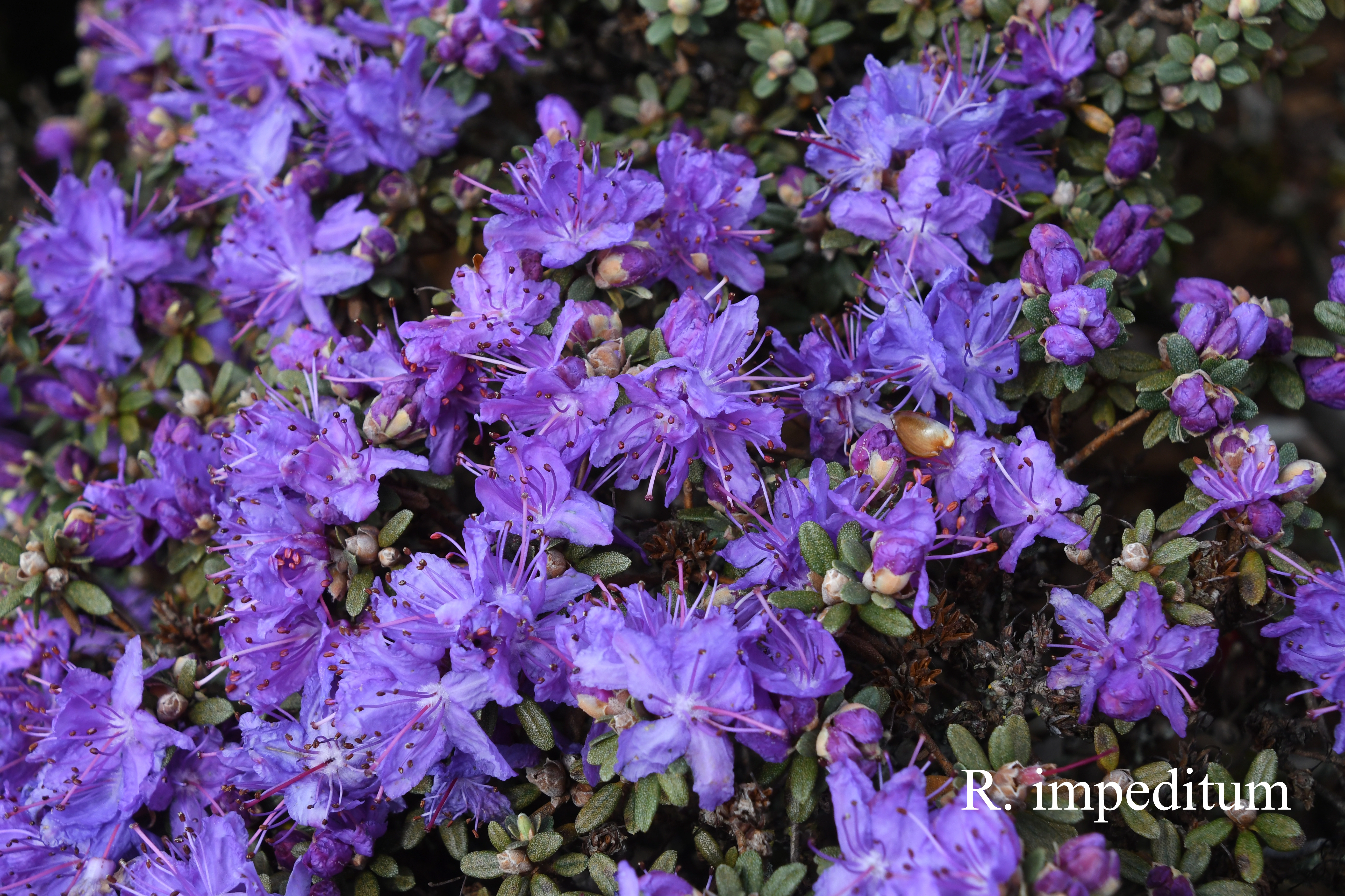 Rhododendron impeditum photo